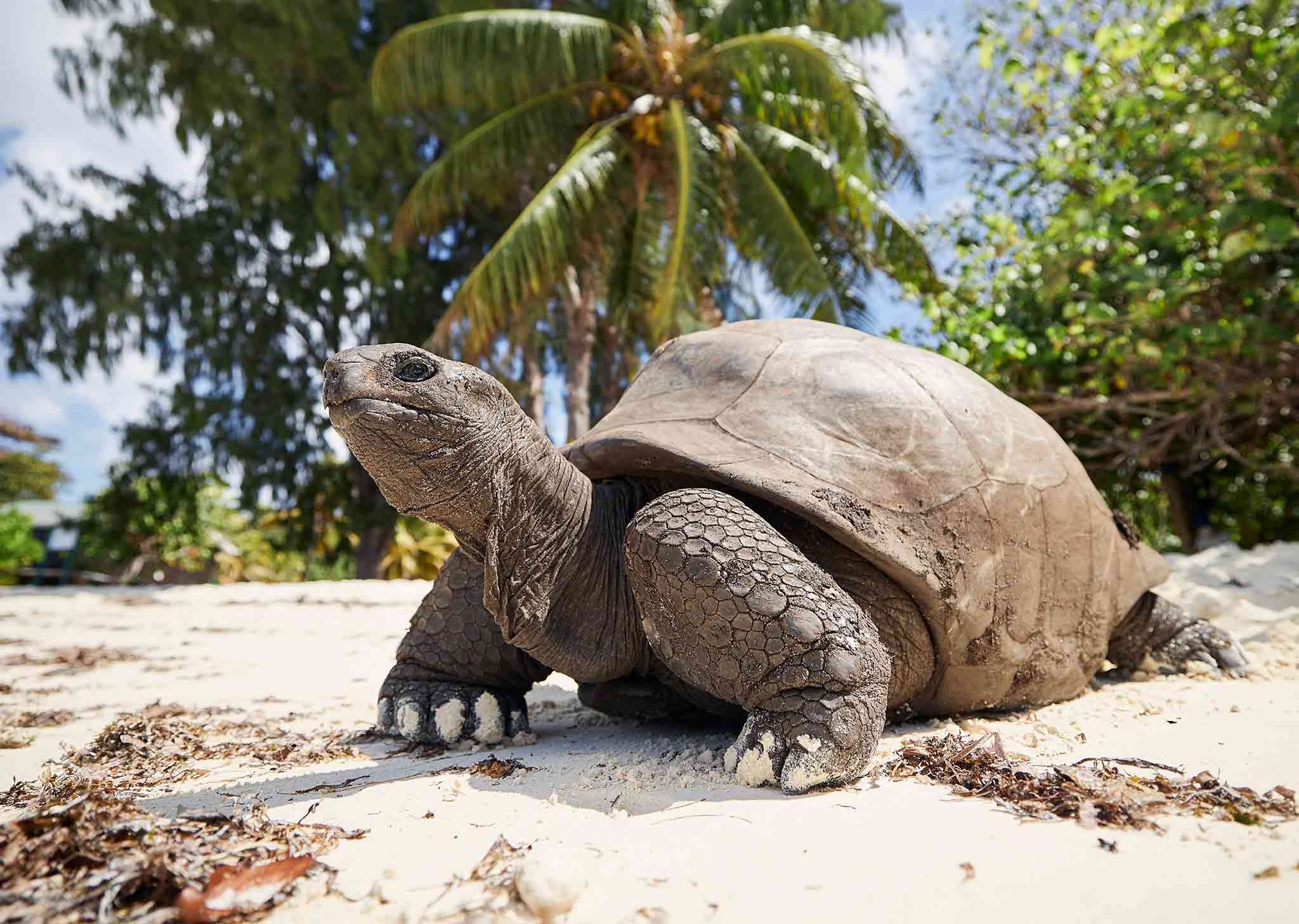 Aldabra Giant Tortoise, Biodiversity research, Conservation programs, Breathtaking nature, 2050x1460 HD Desktop