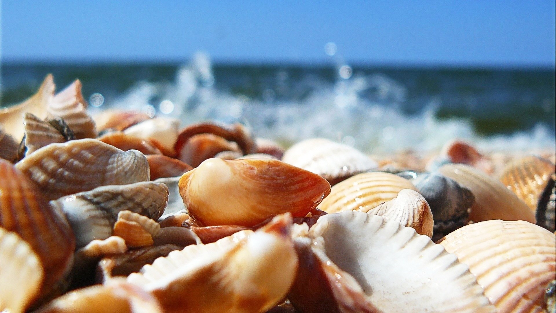 Sea Shell: Serves to protect and support bodies of snails, bivalves, and chitons. 1920x1080 Full HD Wallpaper.