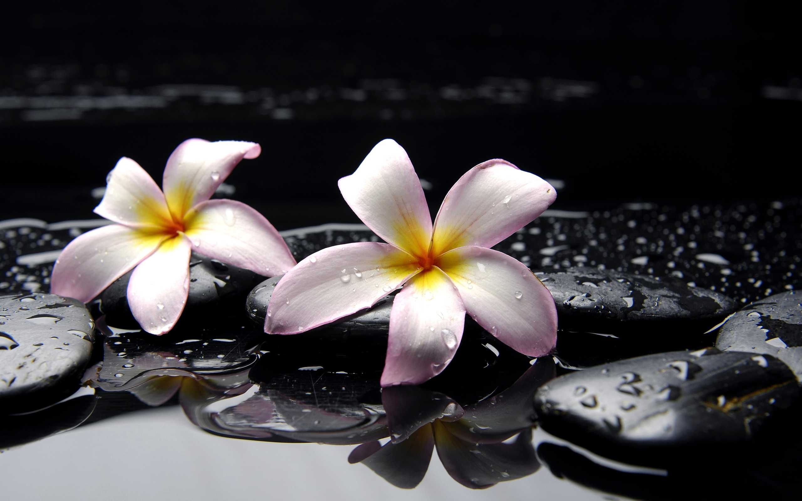 Hawaiian plumeria flower, Fragrant blossoms, Tropical oasis, Island beauty, 2560x1600 HD Desktop