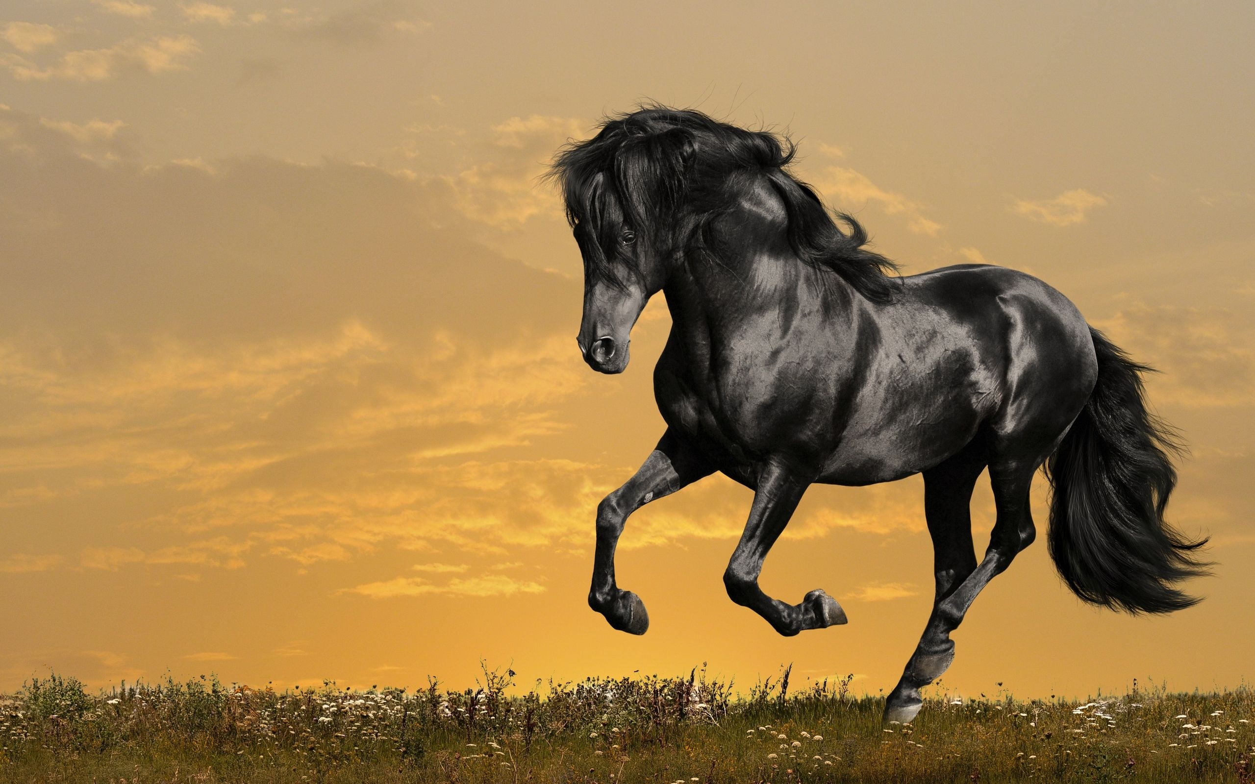 Horse: Known for its shining jet-black coat, flowing mane, powerful physique, The Friesian. 2560x1600 HD Wallpaper.