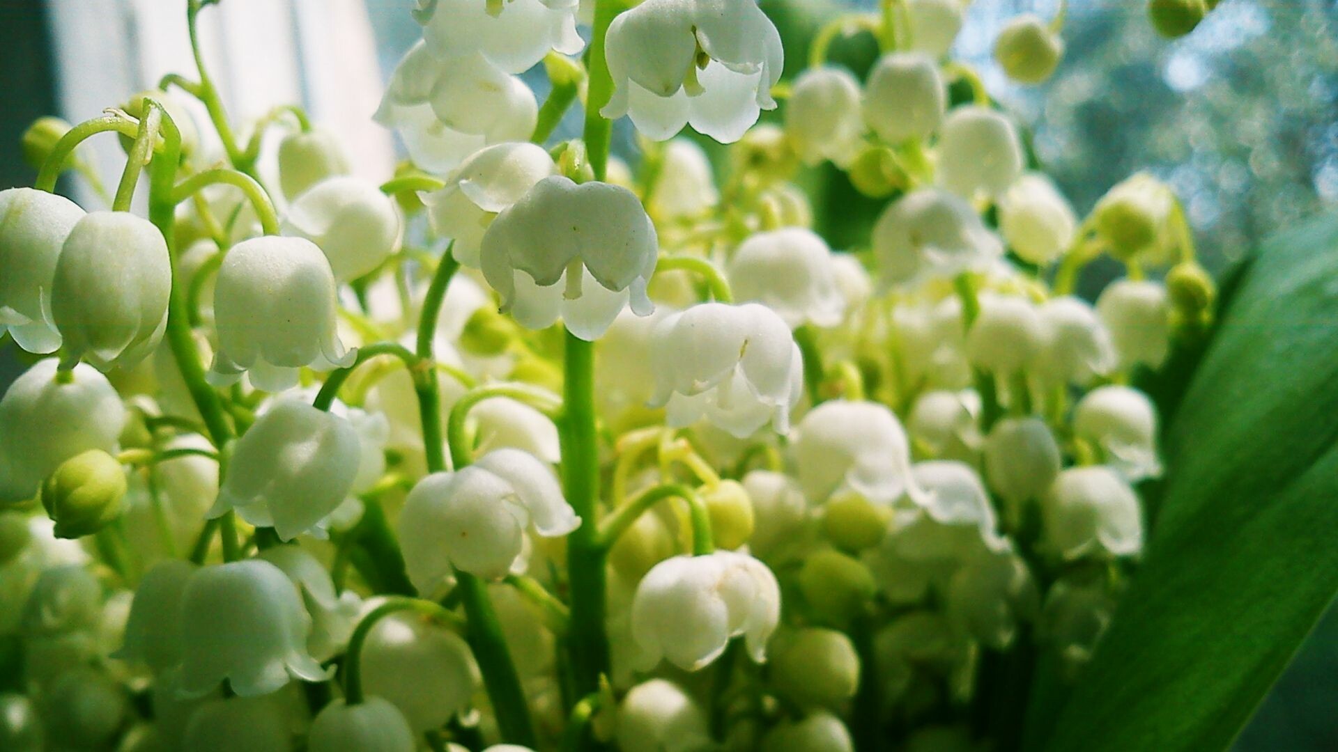 Lily of the Valley: Erect racemes of nodding, bell-shaped, fragrant white flowers arise with the paired, elliptic leaves. 1920x1080 Full HD Background.