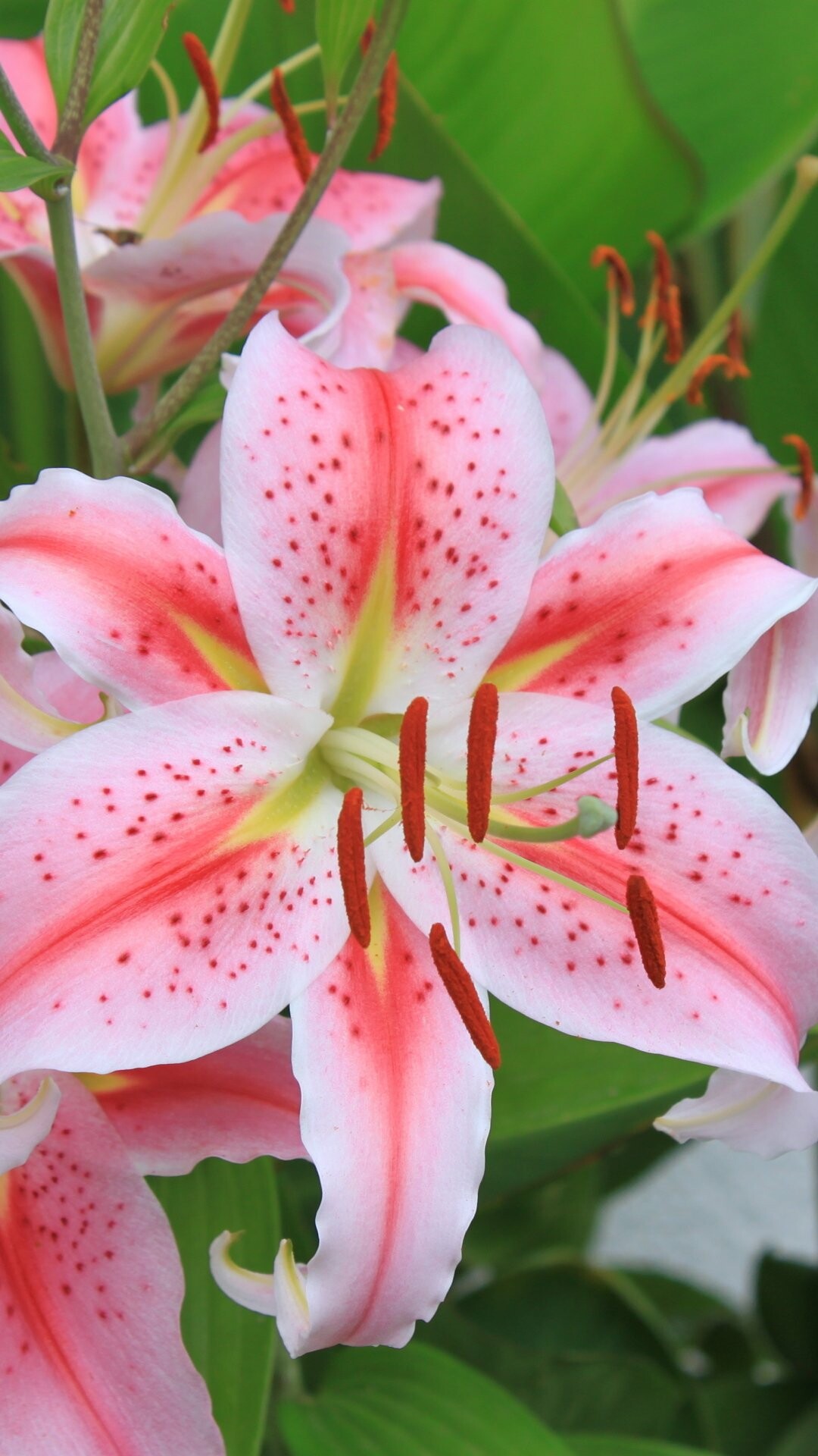 Lily: A symbol of purity and innocence, Flowering plant. 1080x1920 Full HD Wallpaper.