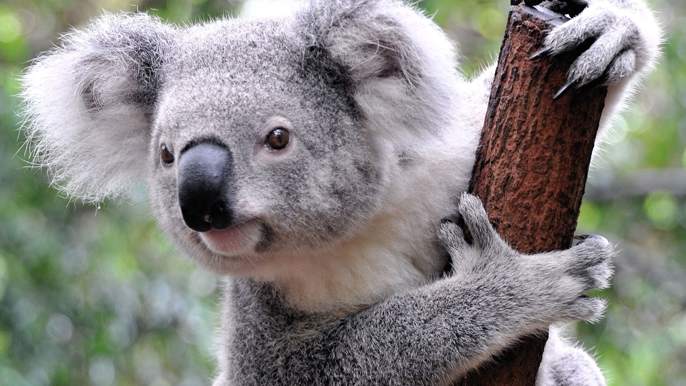 Koala wildlife sanctuary, Tree-dwelling wonders, Mother and baby koala, Koala cuteness overload, 2780x1570 HD Desktop