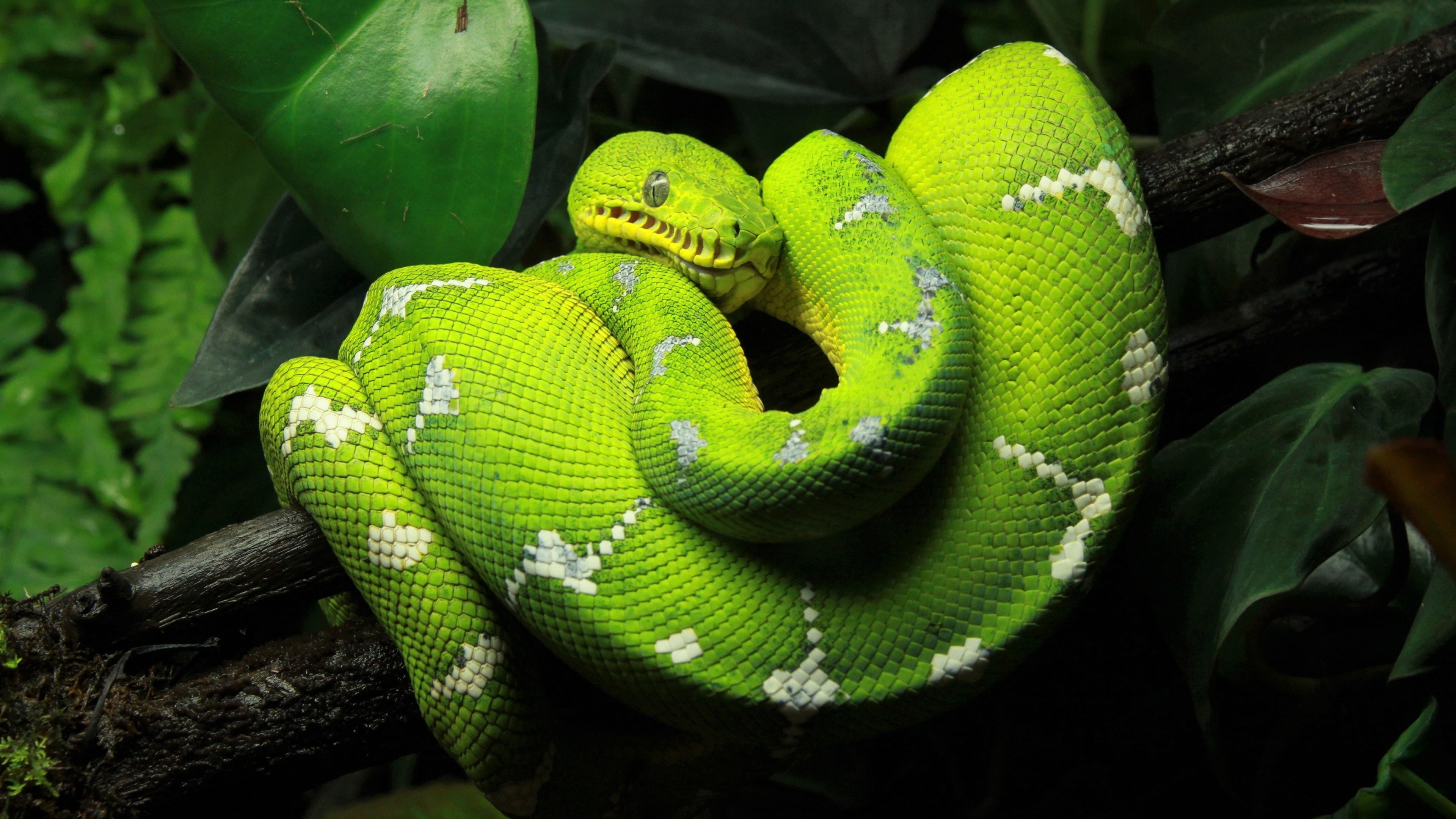 Green Python, Enchanting Backgrounds, Tropical Serpent, Pristine Environment, 3840x2160 4K Desktop