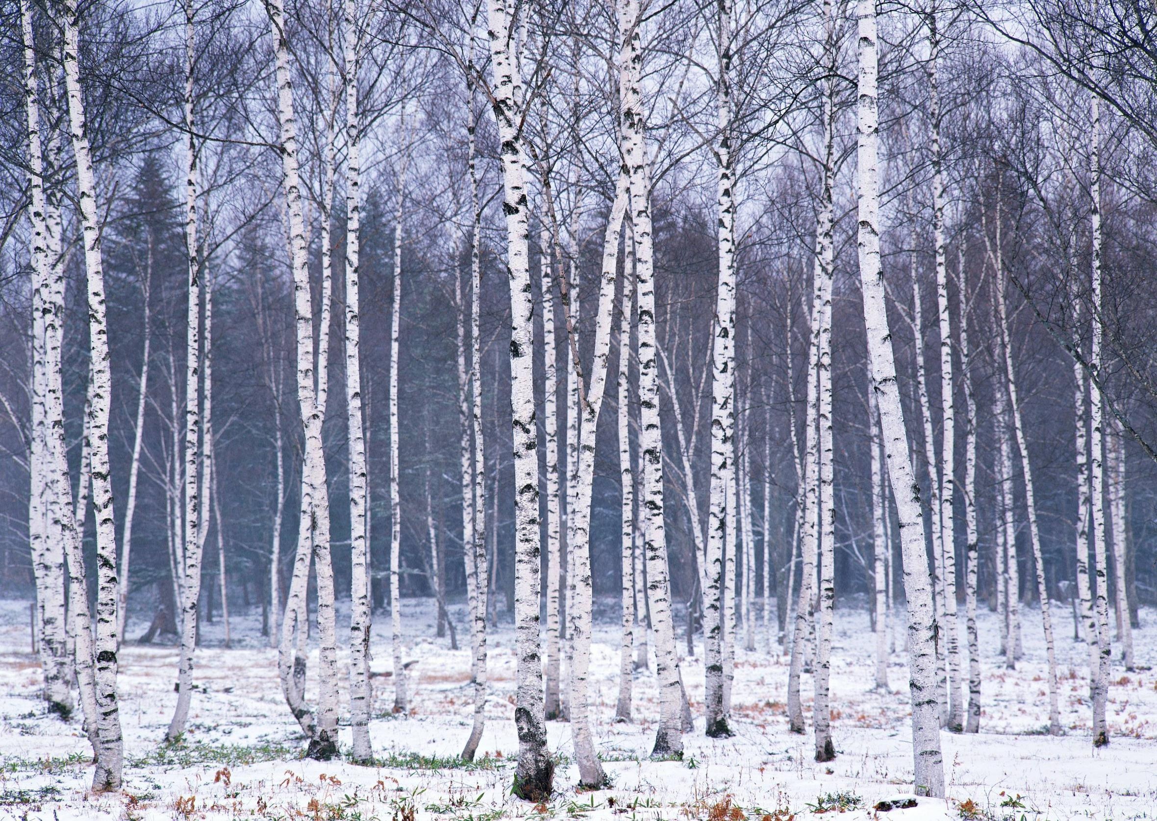 Birch forest wallpapers, Birch forest backgrounds, Top free, 2360x1680 HD Desktop