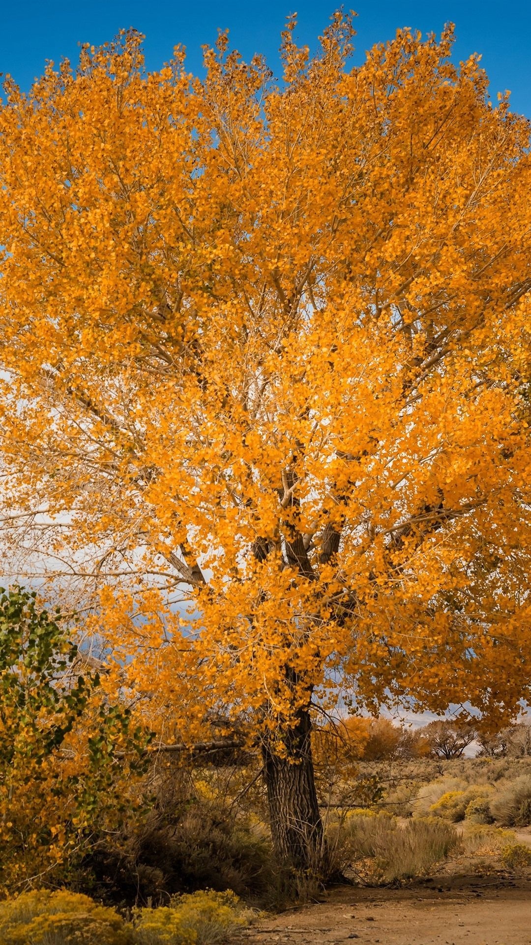 Autumn wallpapers, Seasonal beauty, Nature's palette, Vibrant colors, 1080x1920 Full HD Handy