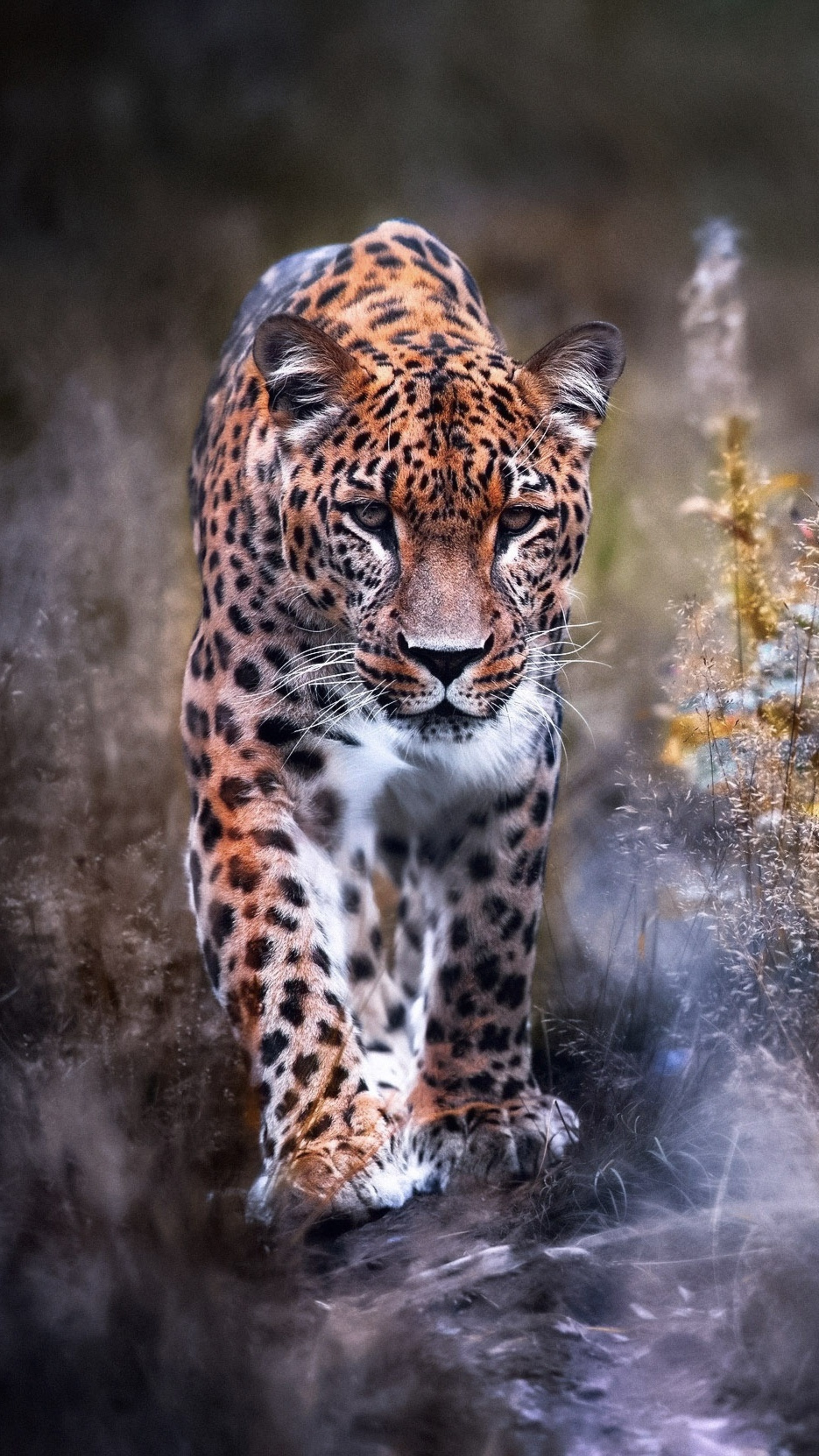 Leopard big cat, HD wallpapers, 2160x3840 4K Phone