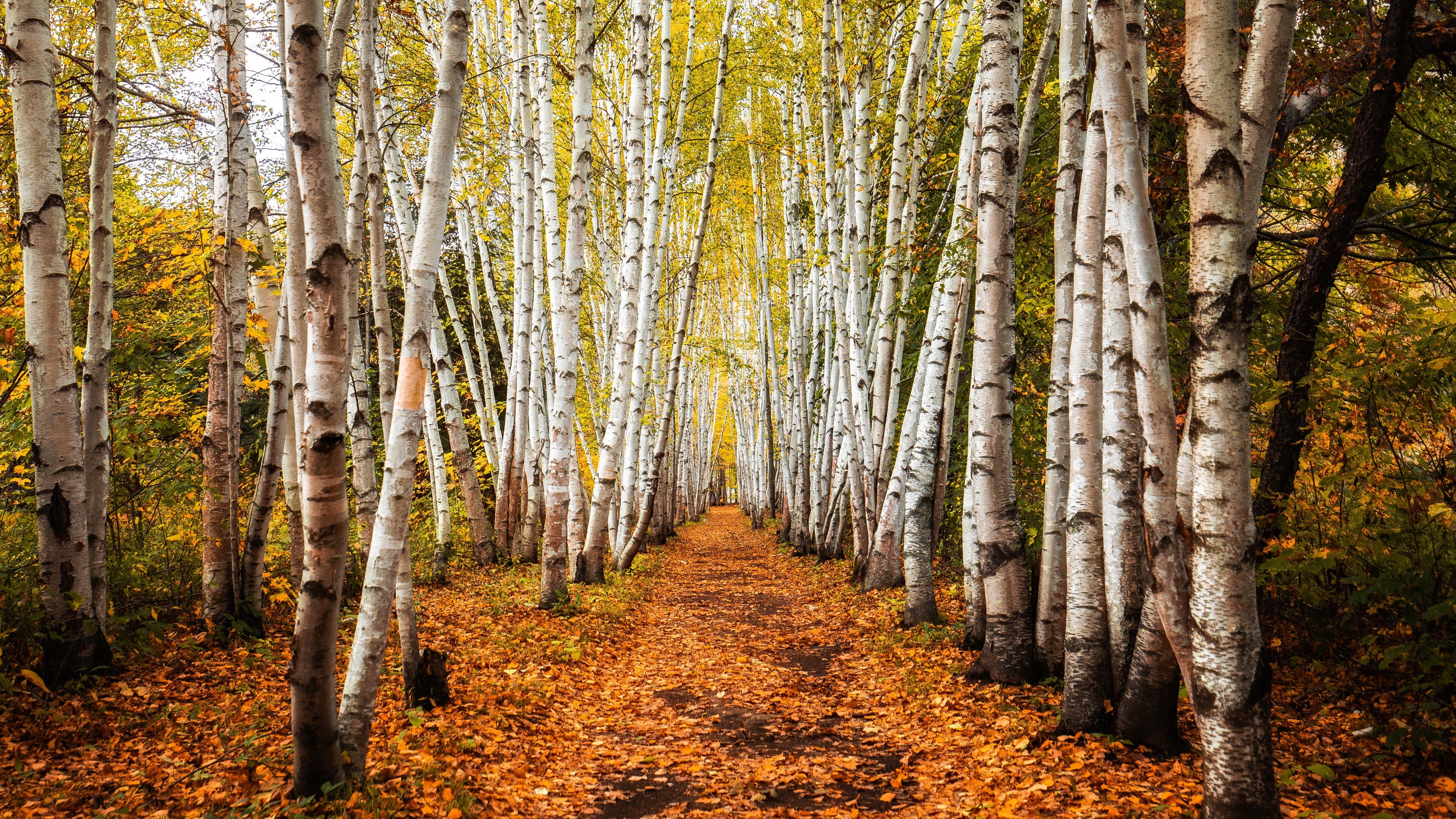 Aspen Trees, 4K wallpapers, Birch scenery, Nature's grandeur, 3840x2160 4K Desktop