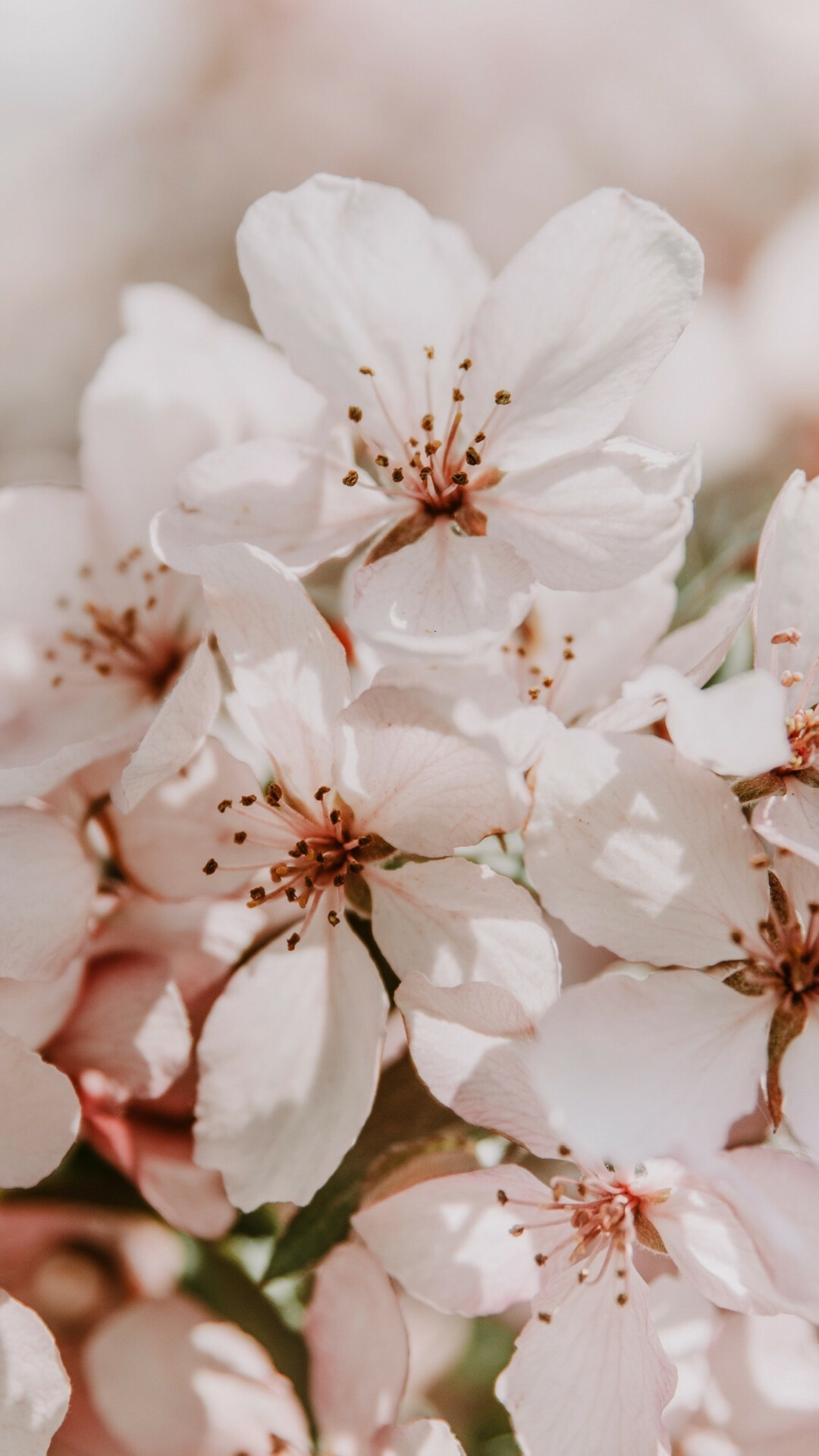 Spring: Sakura, Flowers, The season refers to ideas of rebirth, rejuvenation, renewal, resurrection, and regrowth. 1080x1920 Full HD Background.
