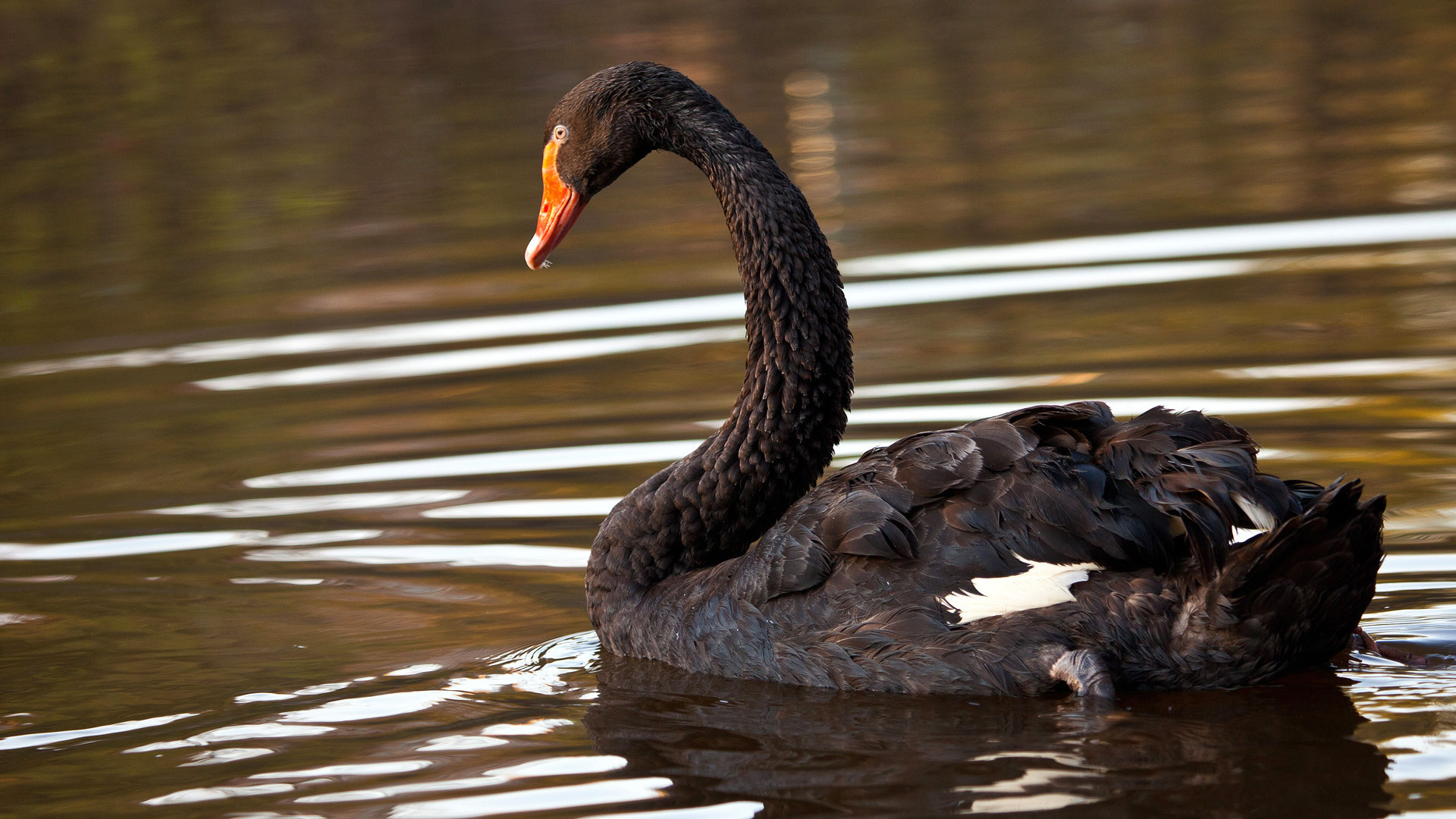 Black Swan (Bird): Mainly herbivores, Eats aquatic and terrestrial vegetation, and occasionally insects. 1920x1080 Full HD Wallpaper.