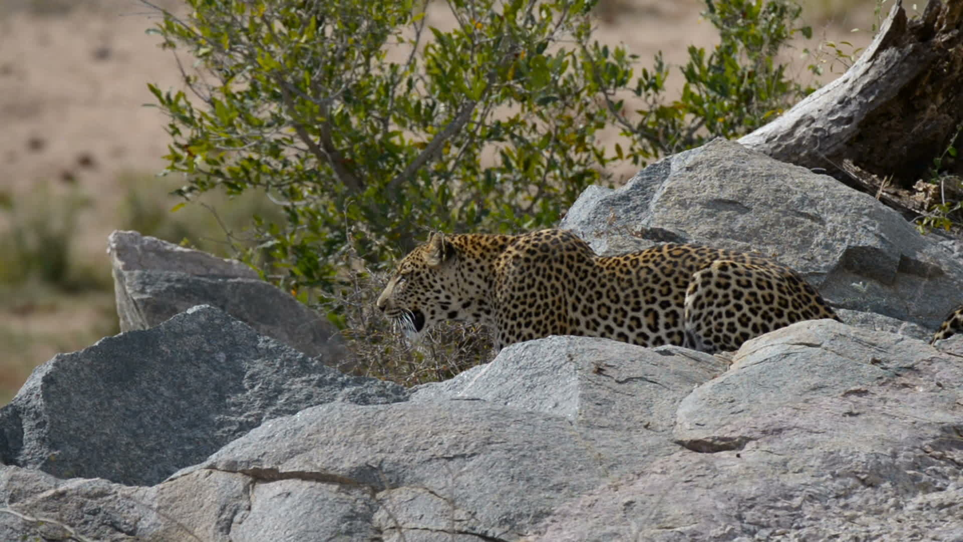 Kruger National Park, Leopard, Ambush predator, South African wildlife, 1920x1080 Full HD Desktop