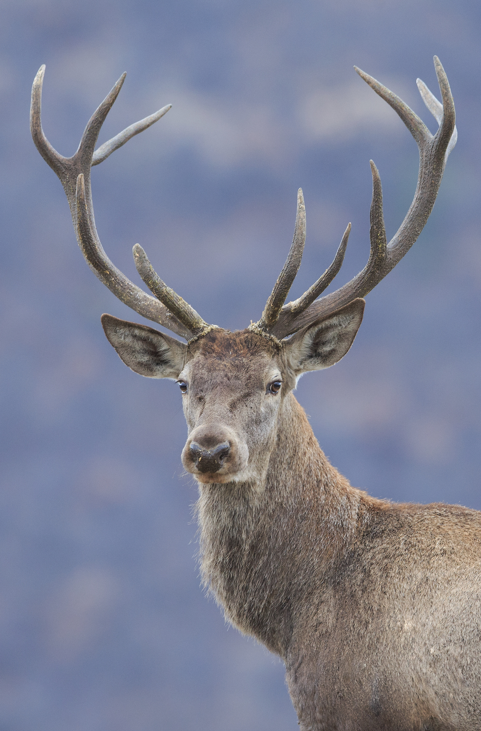 Red deer, Rhodope mountains rewilding, Wild beauty, Nature conservation, 1580x2400 HD Phone