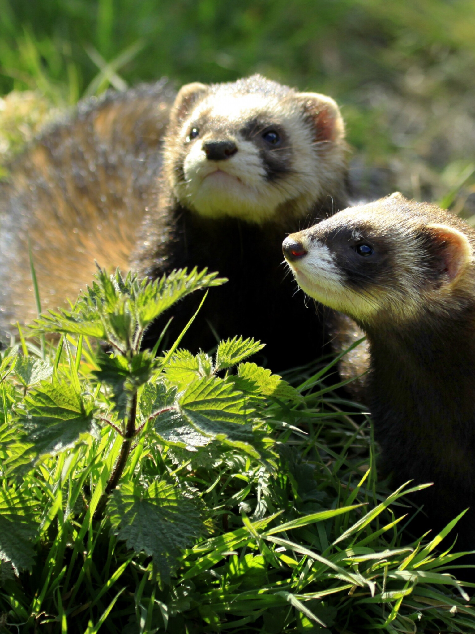 Ferret: A domesticated version of the European polecat, Animal. 1540x2050 HD Wallpaper.