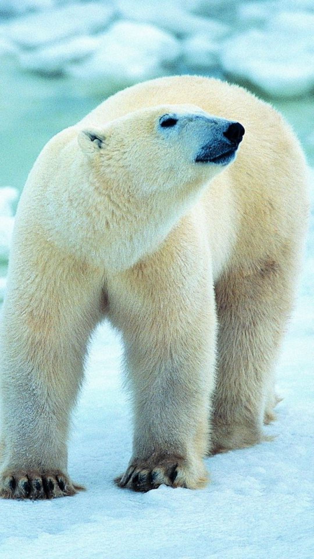 Polar bears wallpapers, Device compatibility, High-quality images, Mobile customization, 1080x1920 Full HD Phone