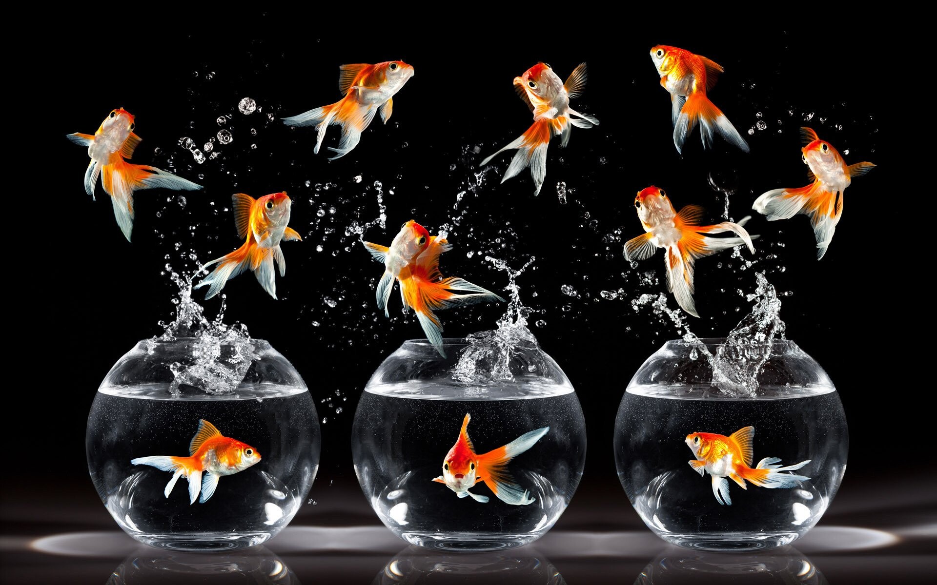 Gold Fish: Round bowls, The fish jumping out of the water, The inhabitants of the aquarium, Carassius auratus. 1920x1200 HD Background.