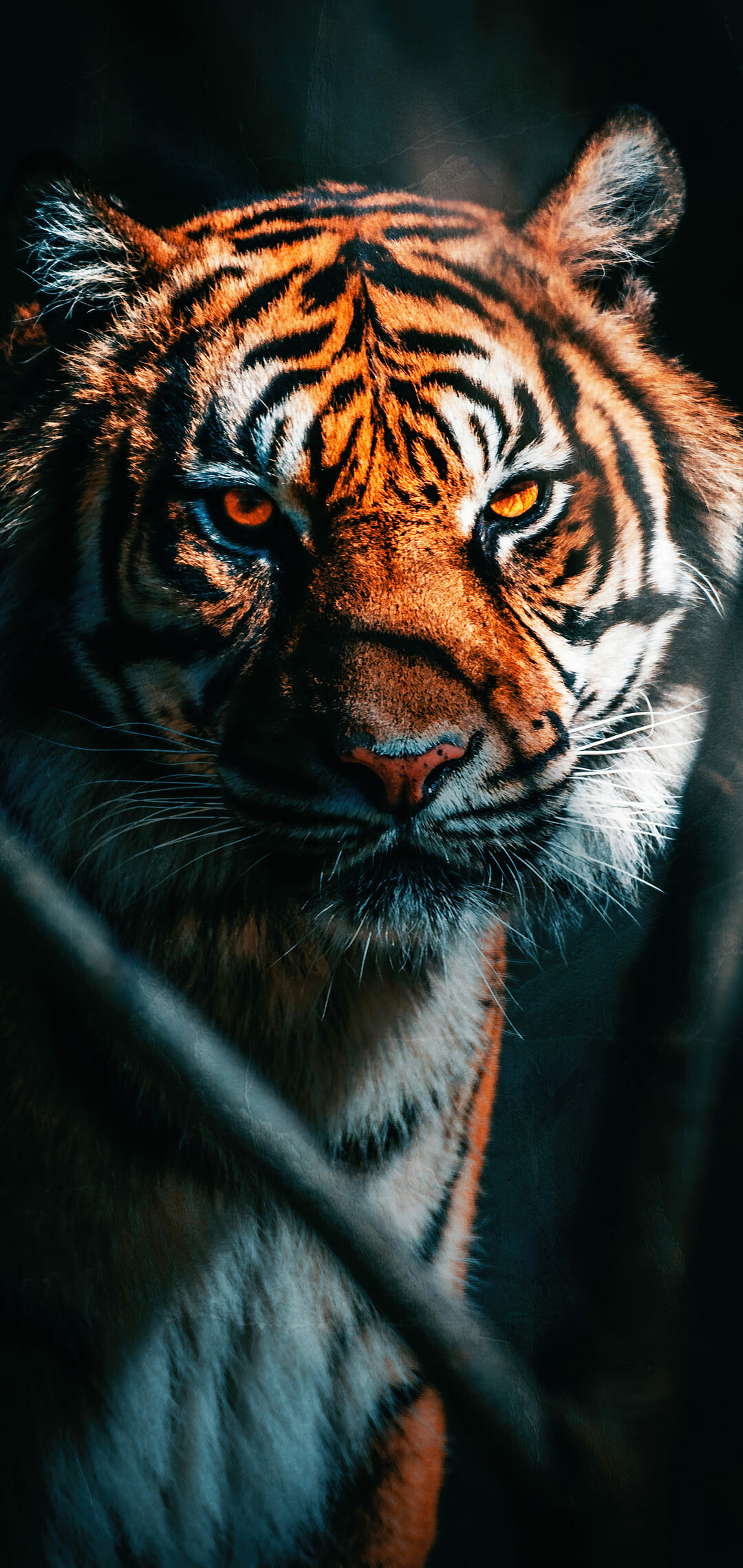 Tiger: They communicate through vocalizations, such as roaring, grunting, and chuffing, and through signals, such as scent marking and scratches on trees. 1080x2280 HD Background.