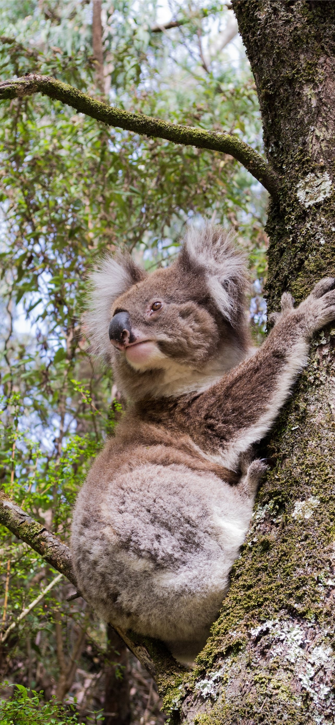 Best HD koala wallpapers, iPhone koala backgrounds, Koala beauty at its finest, Digital masterpieces, 1290x2780 HD Handy