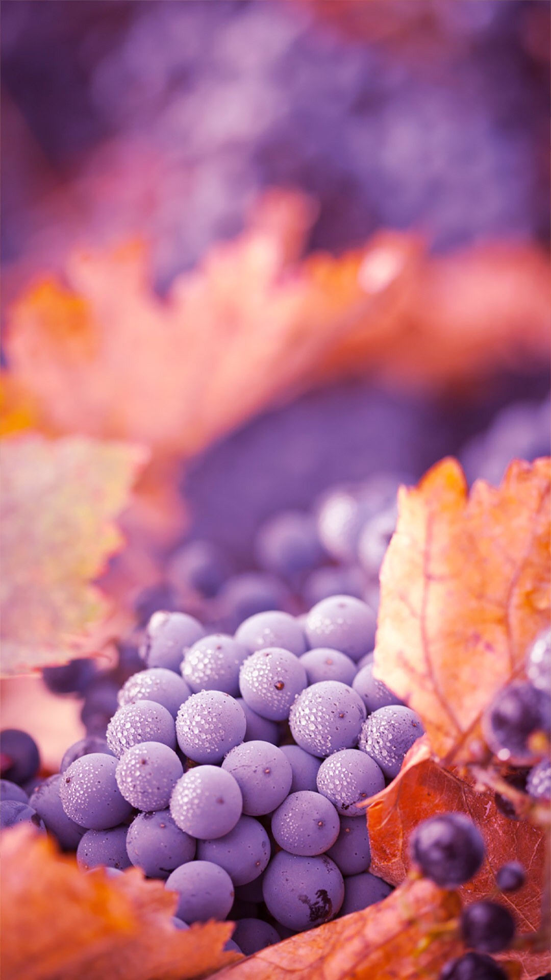 Grapes: Small, oval fruits that grow in bunches on vines. 1080x1920 Full HD Wallpaper.