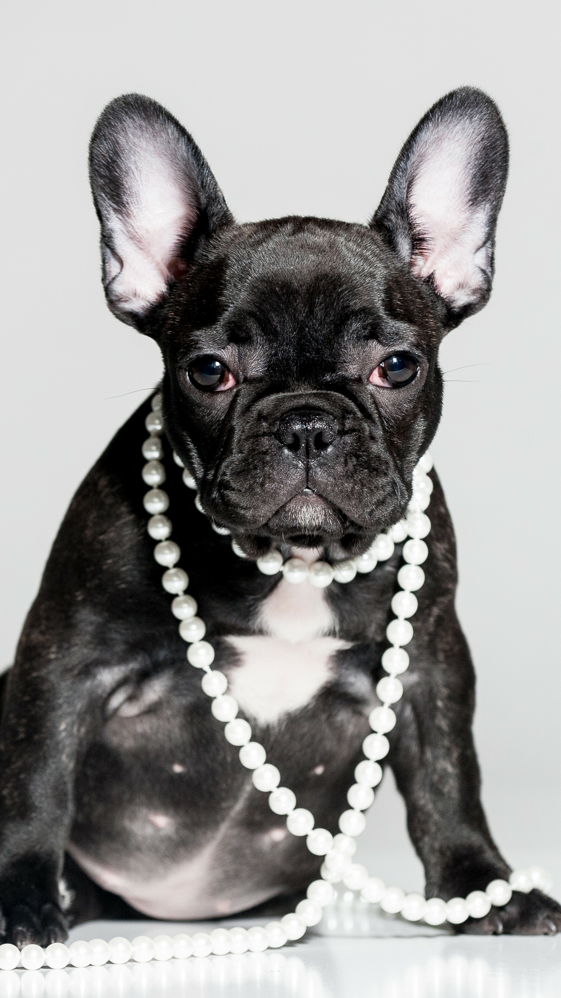 French Bulldog: Puppy, Cute animals, The breed appeared in Paris in the mid-nineteenth century. 2160x3840 4K Background.