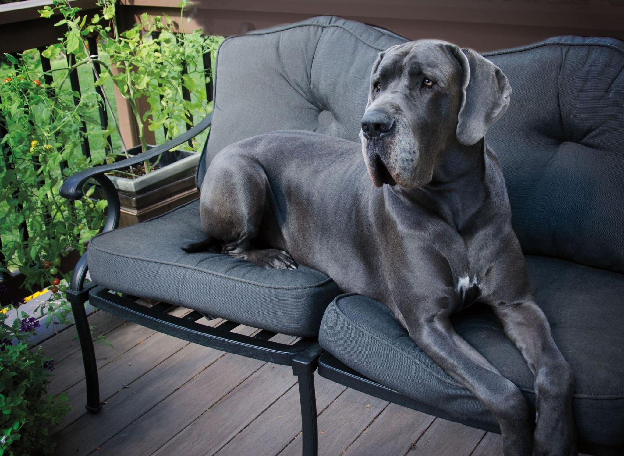 Great Dane: Powerful but gentle dogs, Best for experienced pup parents, The massive size. 2050x1500 HD Wallpaper.