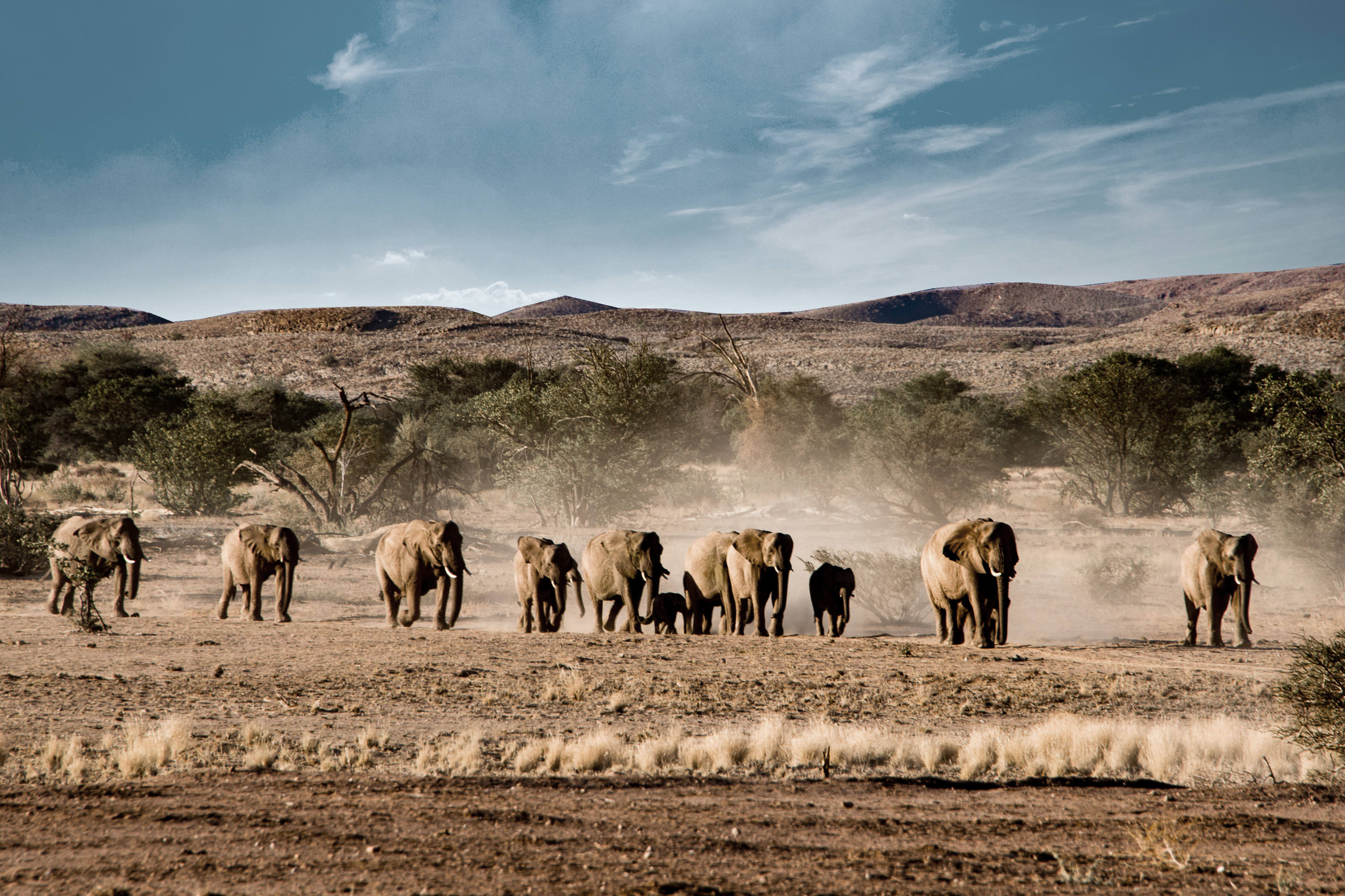 Namibian adventure, Etosha self-drive, Tips and insights, Safari experiences, 3000x2000 HD Desktop