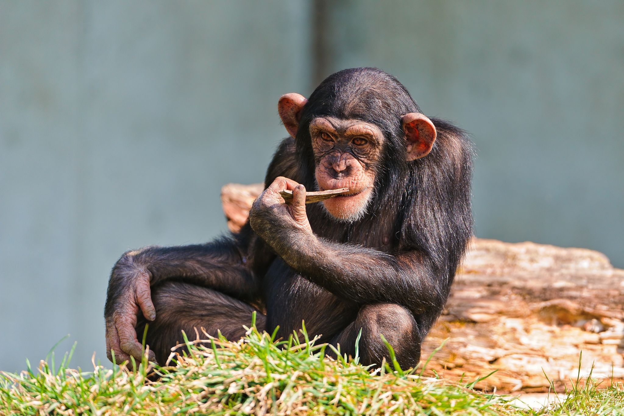 Young chimp, Intelligent primate, Animal facts, 2050x1370 HD Desktop