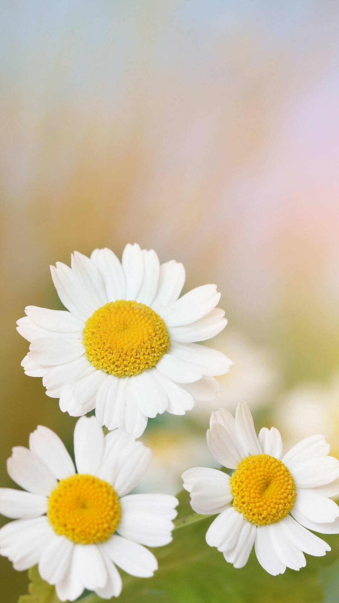 Daisy: Distinguished by a composite flower head composed of 15 to 30 white ray flowers surrounding a centre consisting of bright yellow disk flowers, though other colour combinations are common. 1080x1920 Full HD Background.