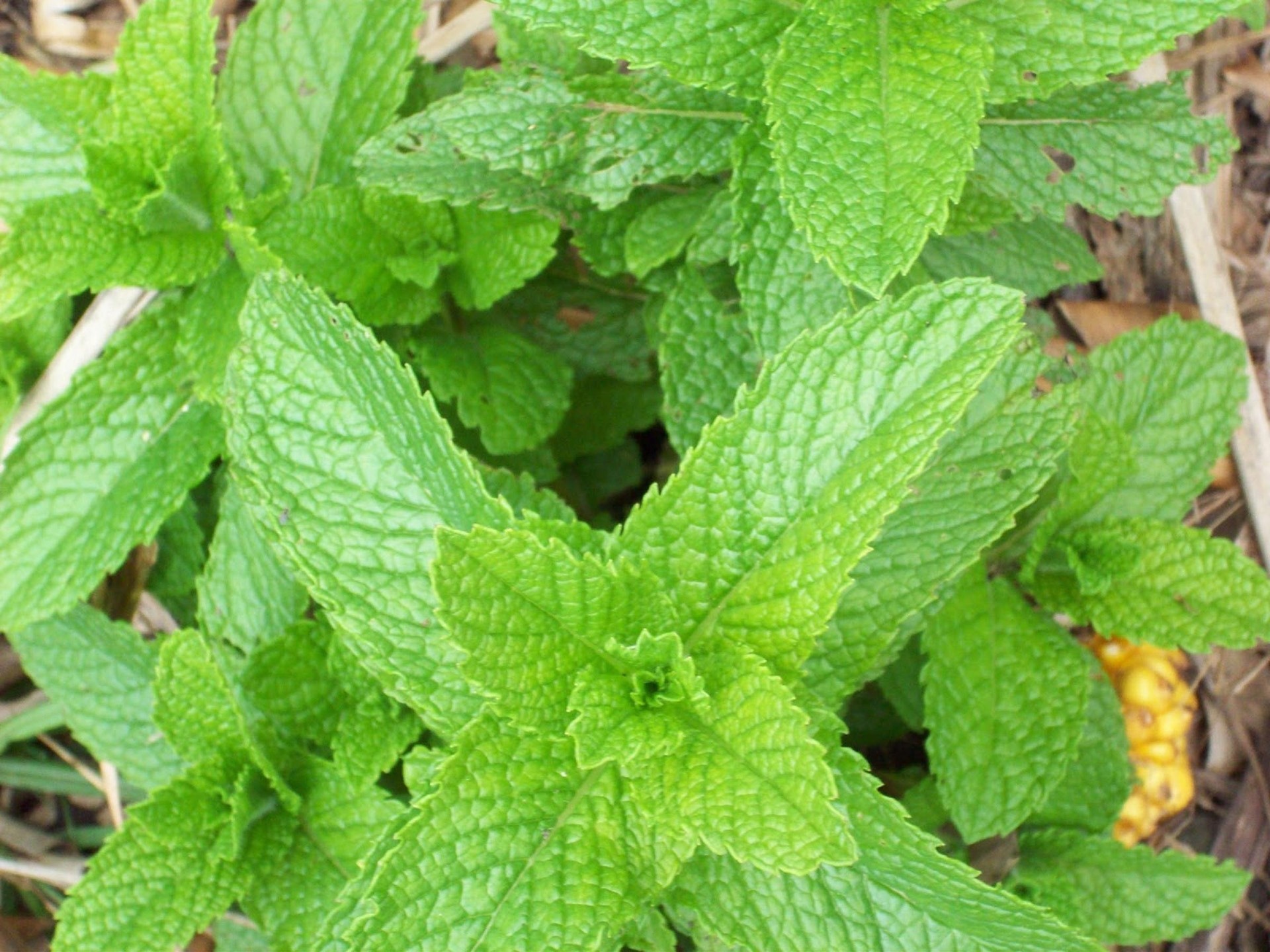 Leaf flower aroma, Organic peppermint, Aromatic herbal, Flowering plant, 1920x1440 HD Desktop