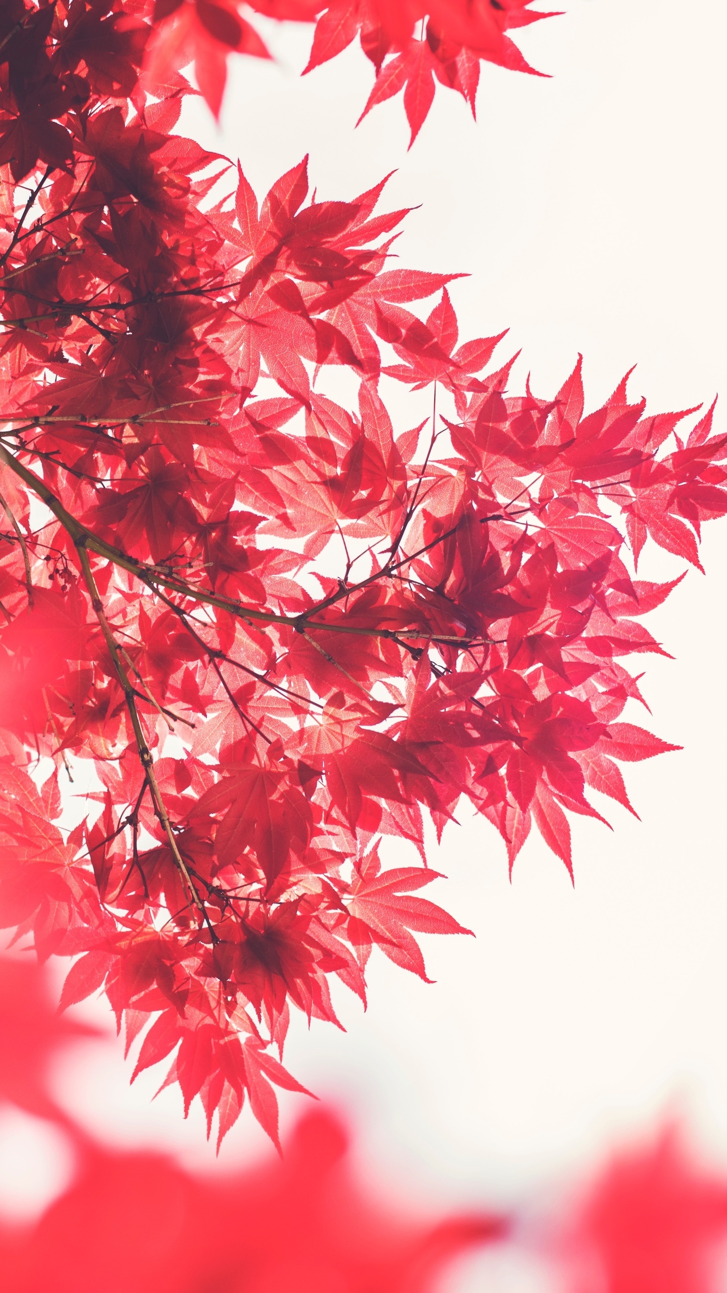 Maple tree, Nature's beauty, Golden hour, Serene lake, 1440x2560 HD Phone