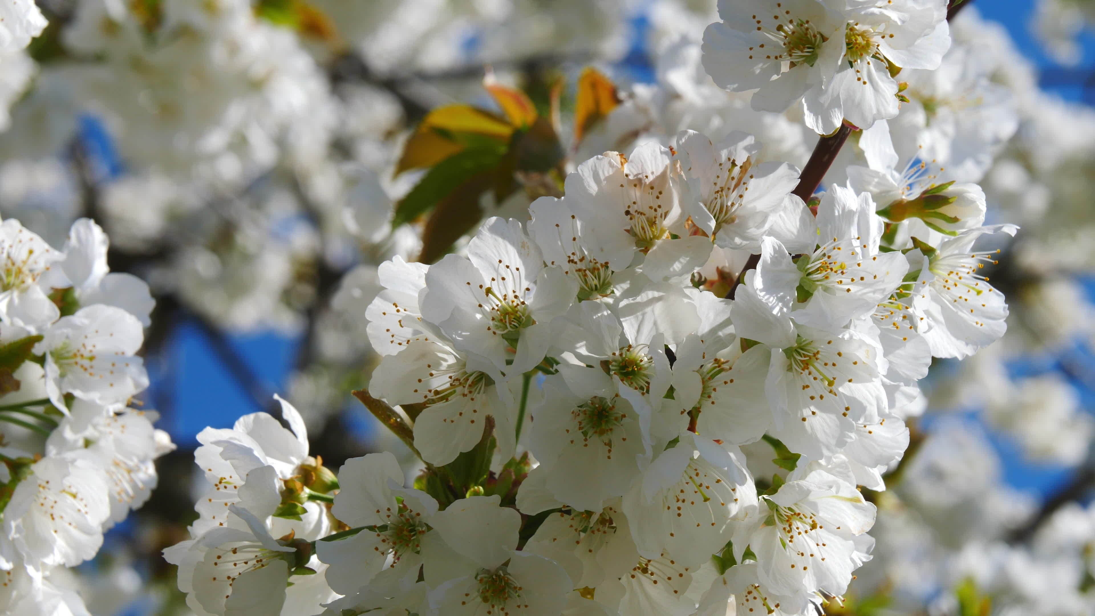 Apple tree flowers blossoming, Nature's beauty, Stock video, Captivating sight, 3840x2160 4K Desktop