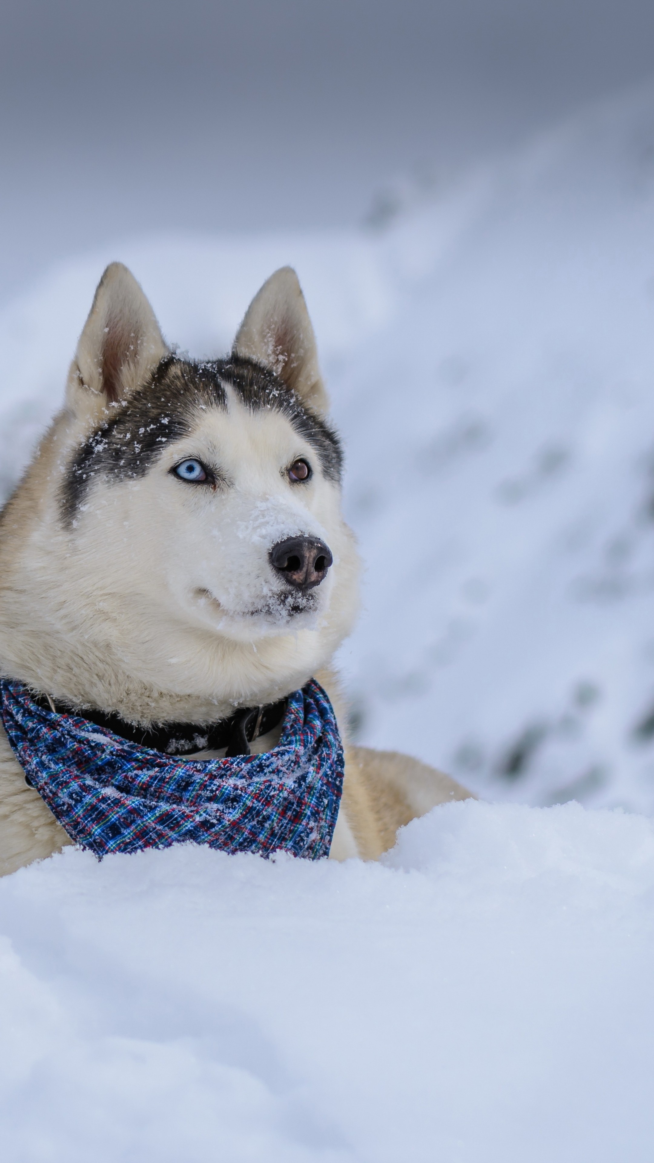 Snowy husky dog, Forest adventure, Winter beauty, Lively and energetic, 2160x3840 4K Handy