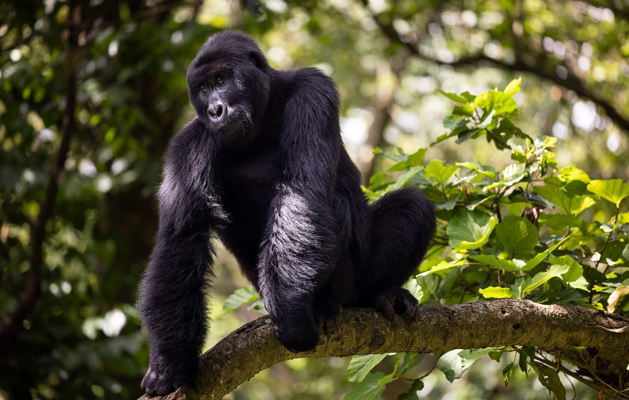 Adopt a gorilla, Conservation efforts, Protected sanctuary, Wildlife support, 2000x1280 HD Desktop