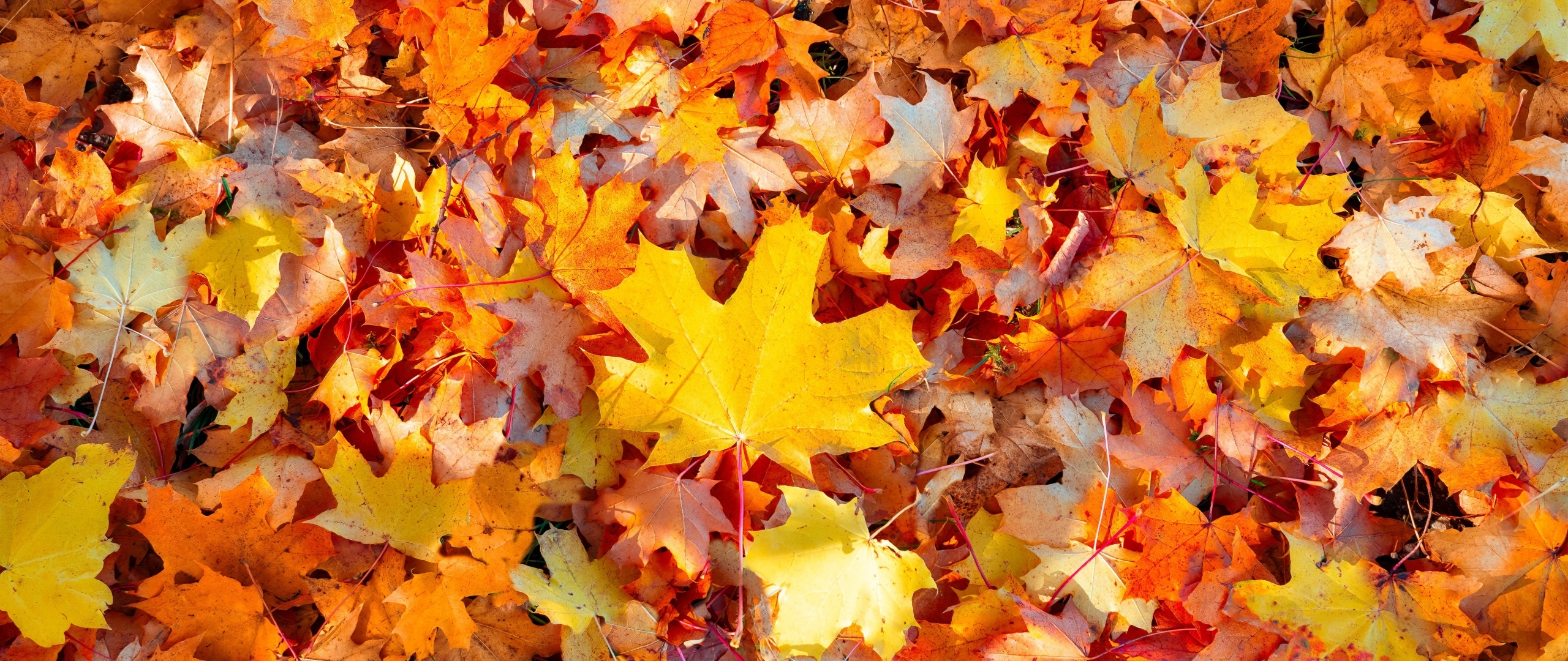 Maple autumn leaves, Nature's palette, Vibrant hues, Fall's magic, 2560x1080 Dual Screen Desktop