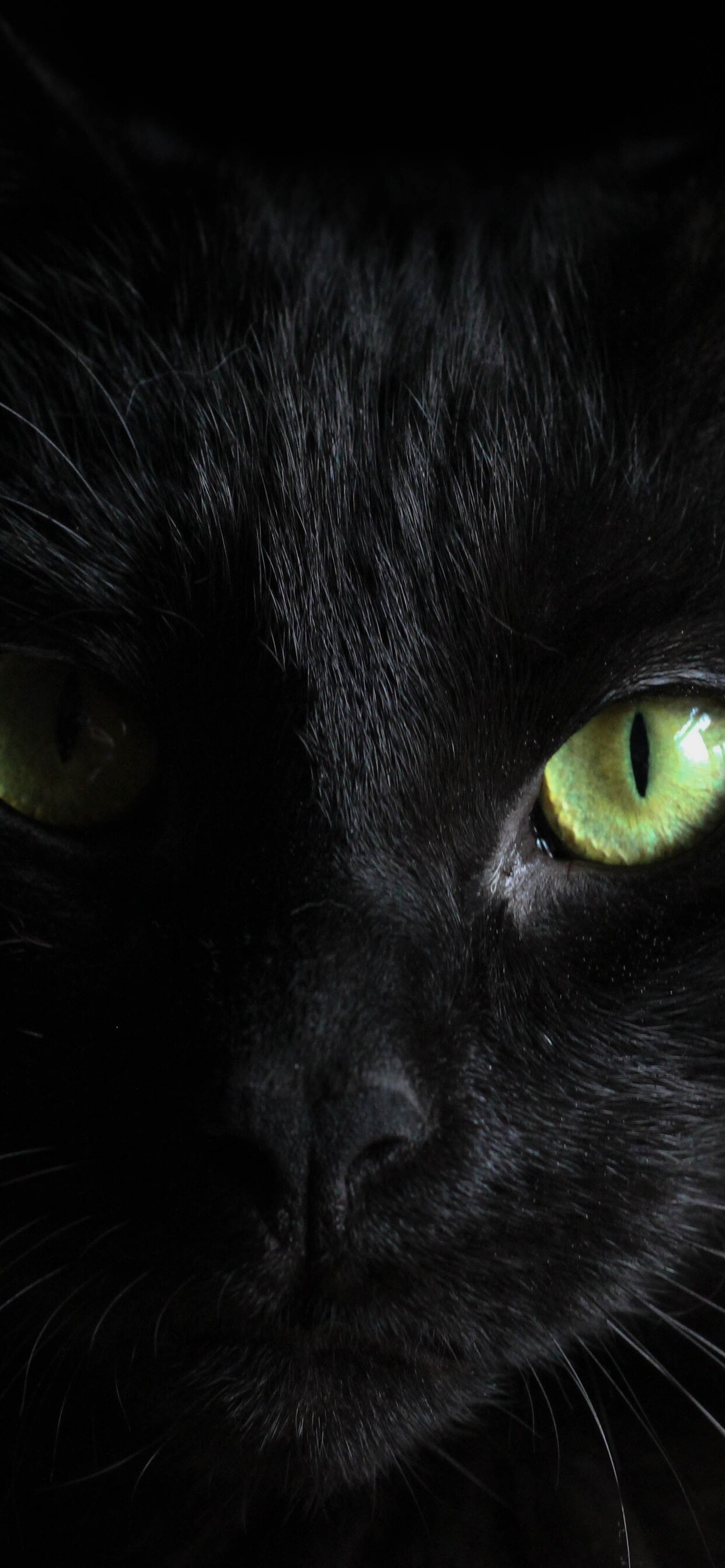 Elegant black cat, Enchanting green eyes, Striking iphone xs max, 1250x2690 HD Phone
