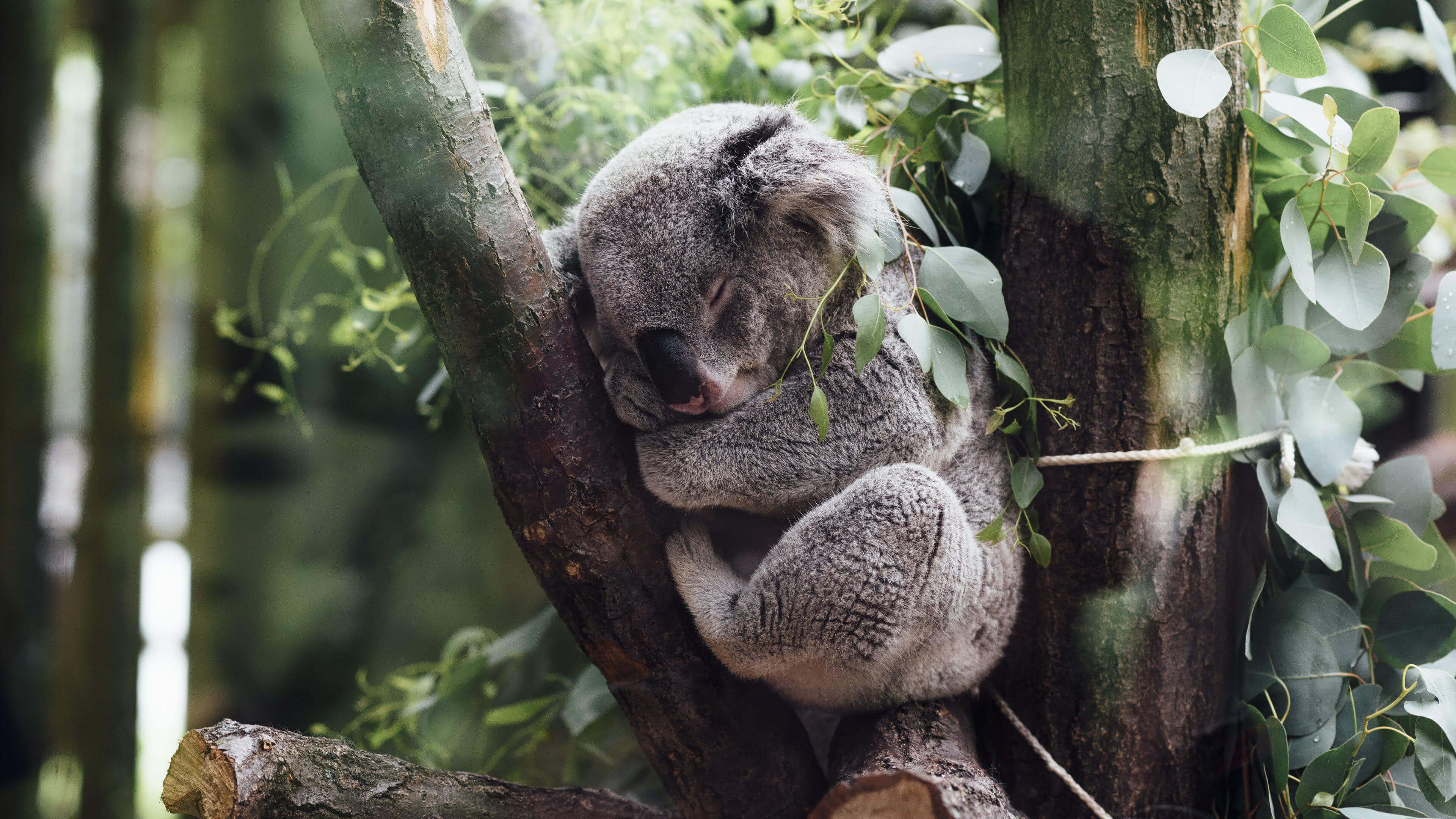 Sleeping koala, Tree-dwelling beauty, Peaceful slumber, 4K UHD wallpaper, 3840x2160 4K Desktop