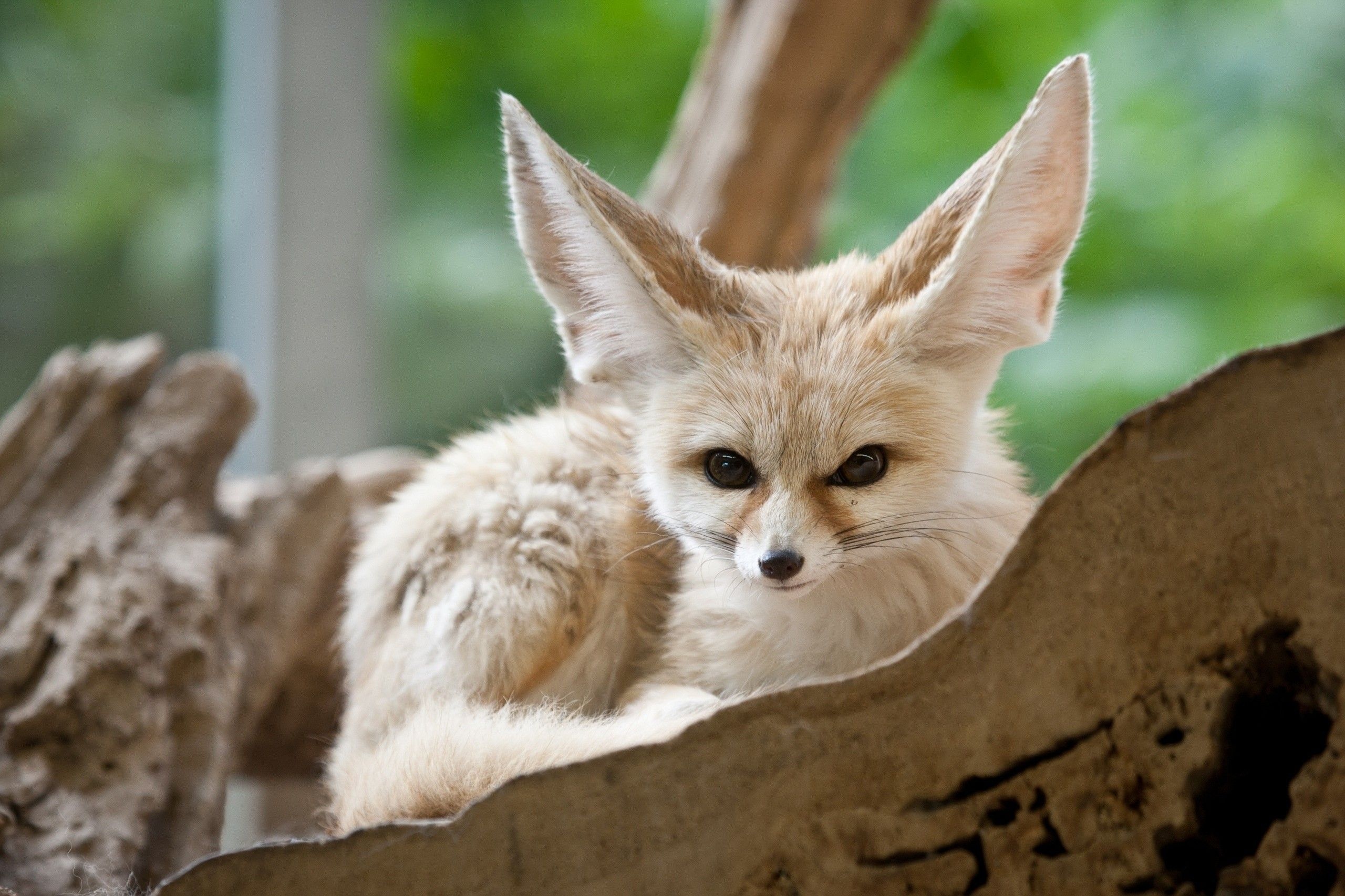 Fennec Fox, Mobile fox companion, Desert creature, Playful nature, 2560x1710 HD Desktop