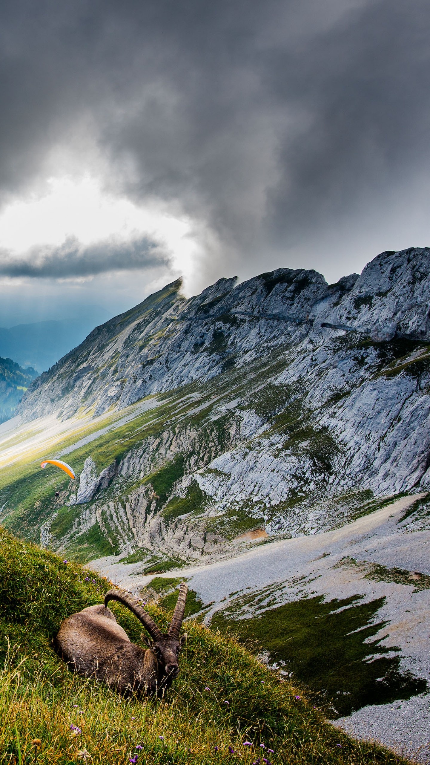 Mount Pilatus, Switzerland, Meadows, Goat, 1440x2560 HD Phone