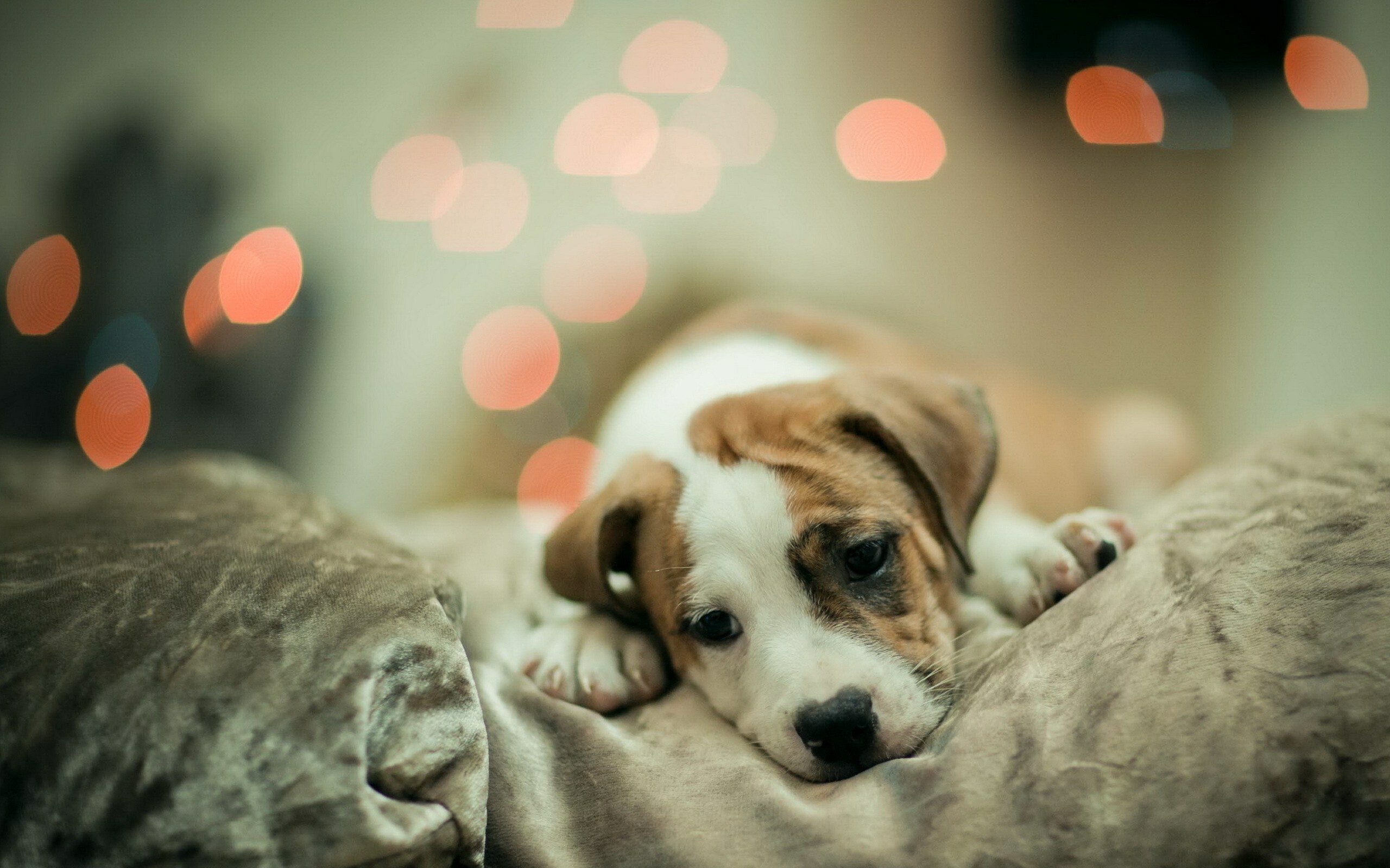 Puppy: Puppies, born after an average of 63 days of gestation. 2560x1600 HD Wallpaper.
