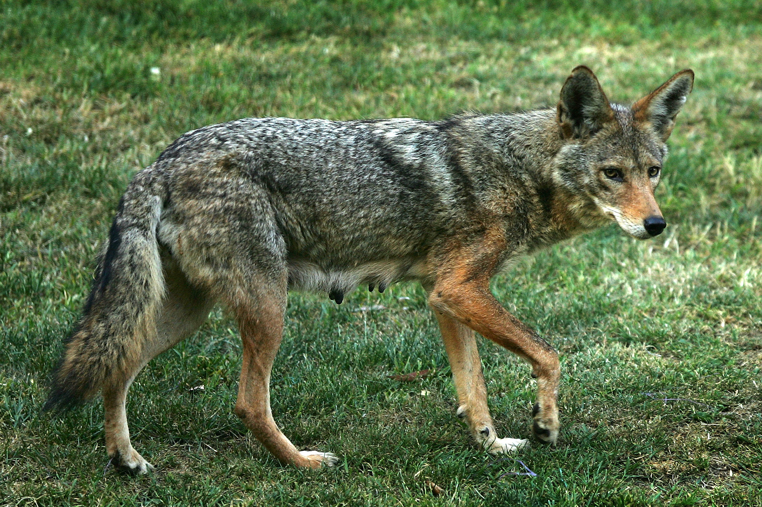 Coyote, Middlesex county threat, Killer coyote, On the prowl, 2500x1670 HD Desktop