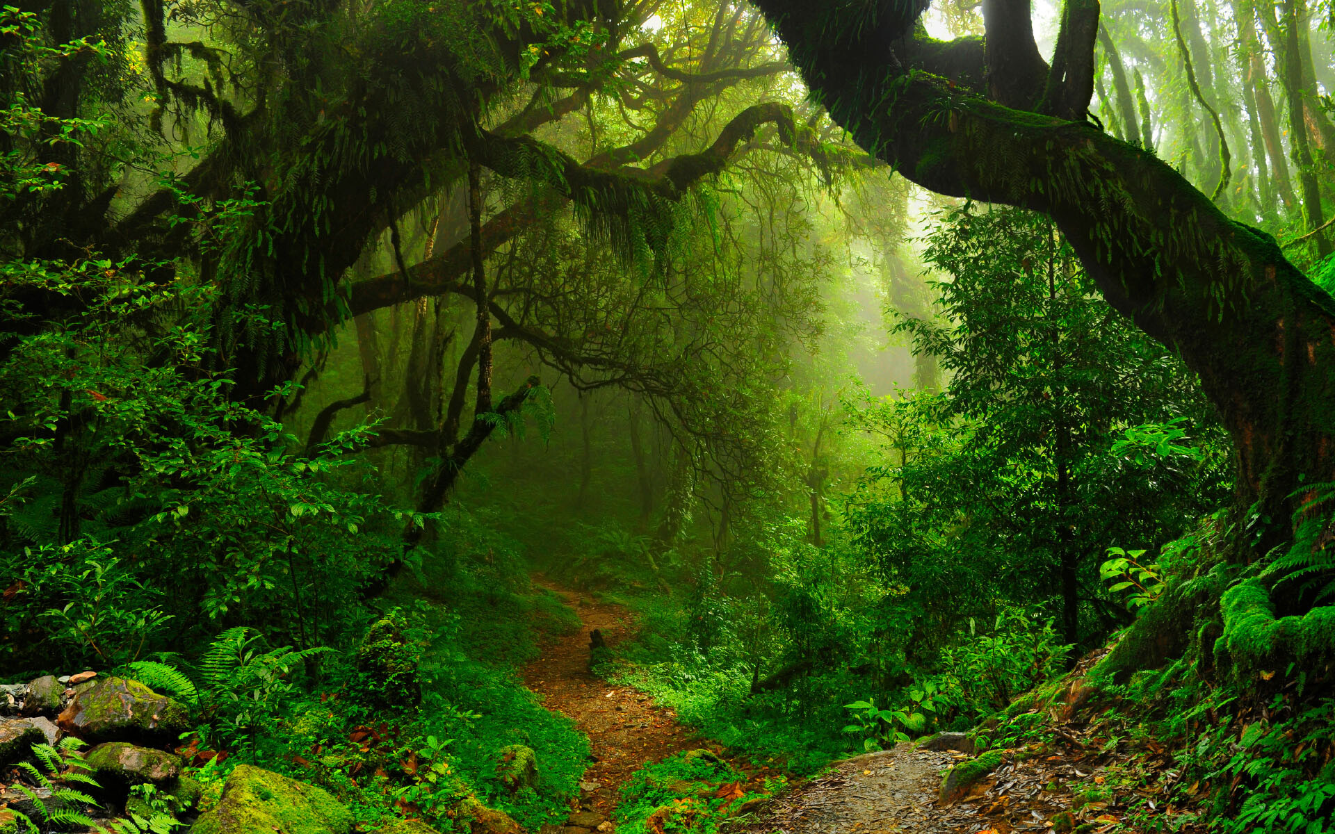 Rainforest: Amazon, Tropical woodlands are located around and near the equator. 1920x1200 HD Background.