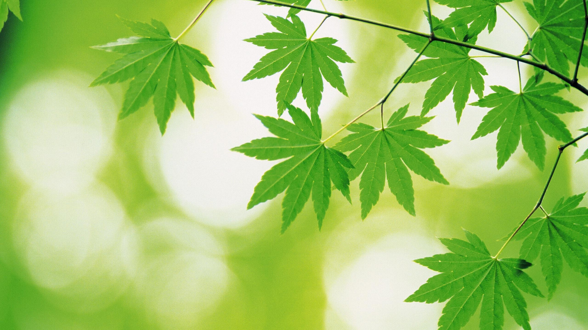 Leaf: Can serve as food and water reservoirs in the plant. 1920x1080 Full HD Background.