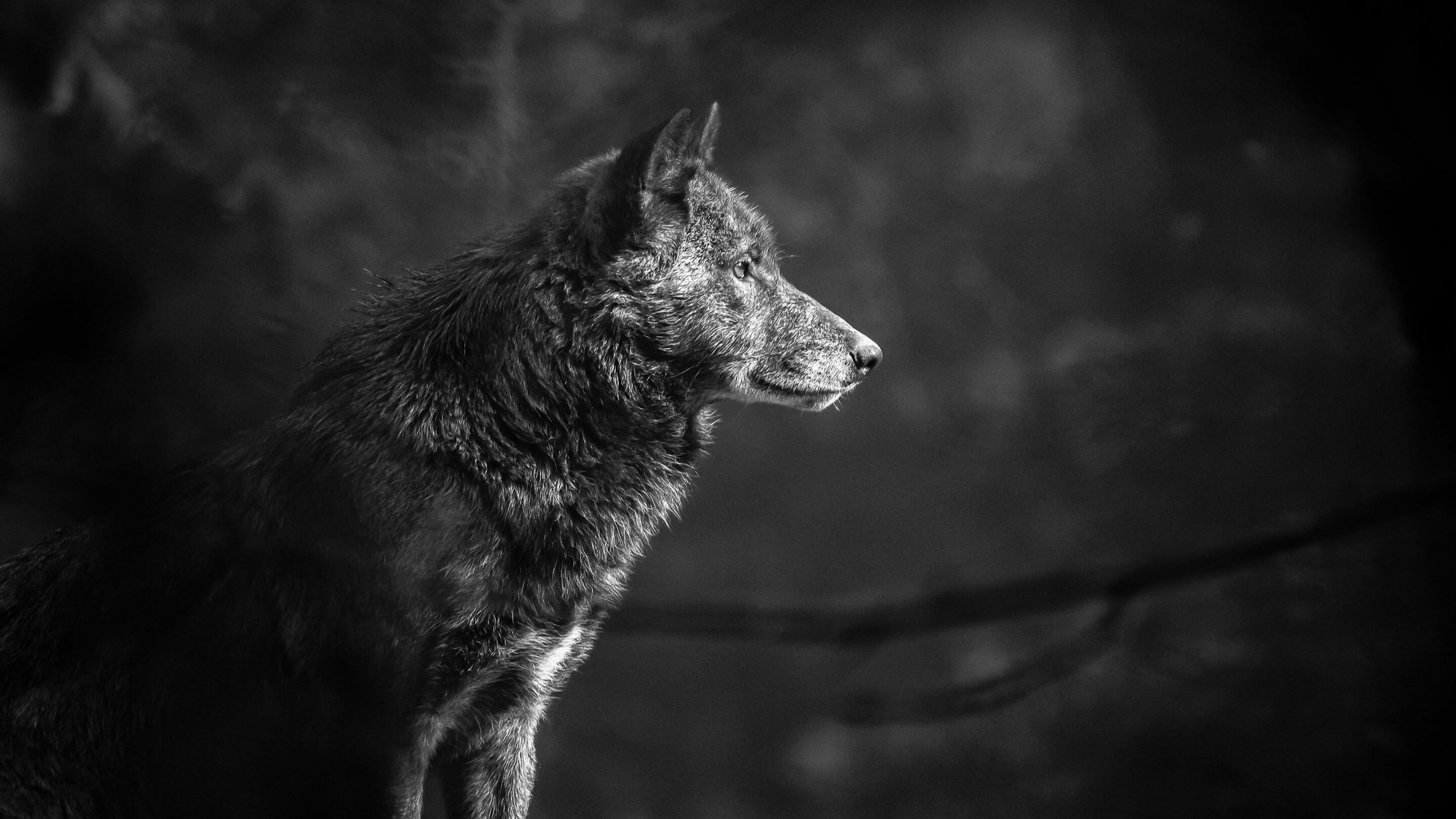Wolf: The wolf's head is large and heavy, with a wide forehead, strong jaws, and a long, blunt muzzle, Monochrome. 2880x1620 HD Background.