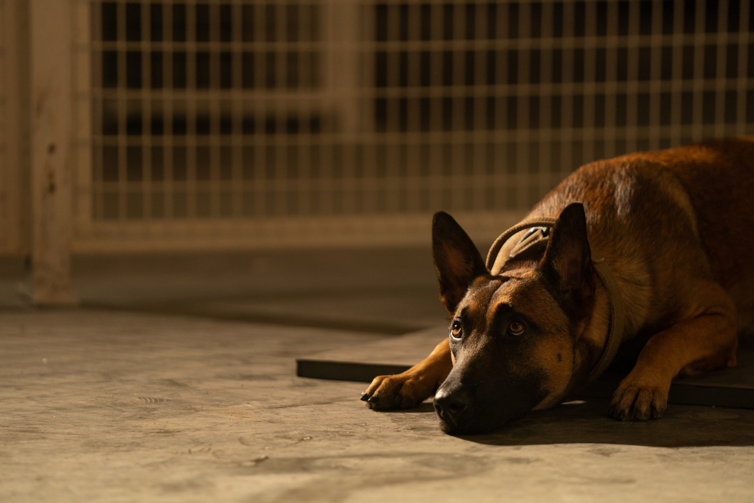 Dog movie review, Tatum's directorial debut, Emotional engagement, Captivating storytelling, 2560x1710 HD Desktop