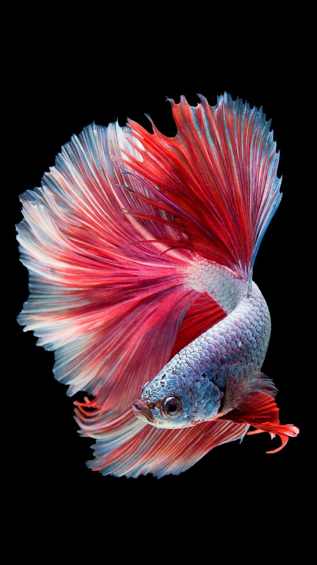 Fish: Betta splendens, Known for their stunning colors, decorative fins, and tendency to fight. 1080x1920 Full HD Background.