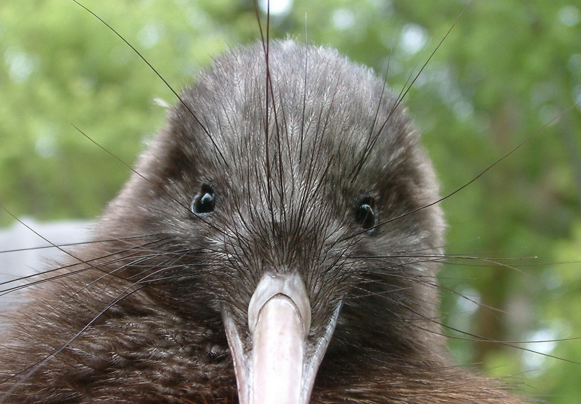 Kiwi Bird, Endangered species, 1920x1340 HD Desktop