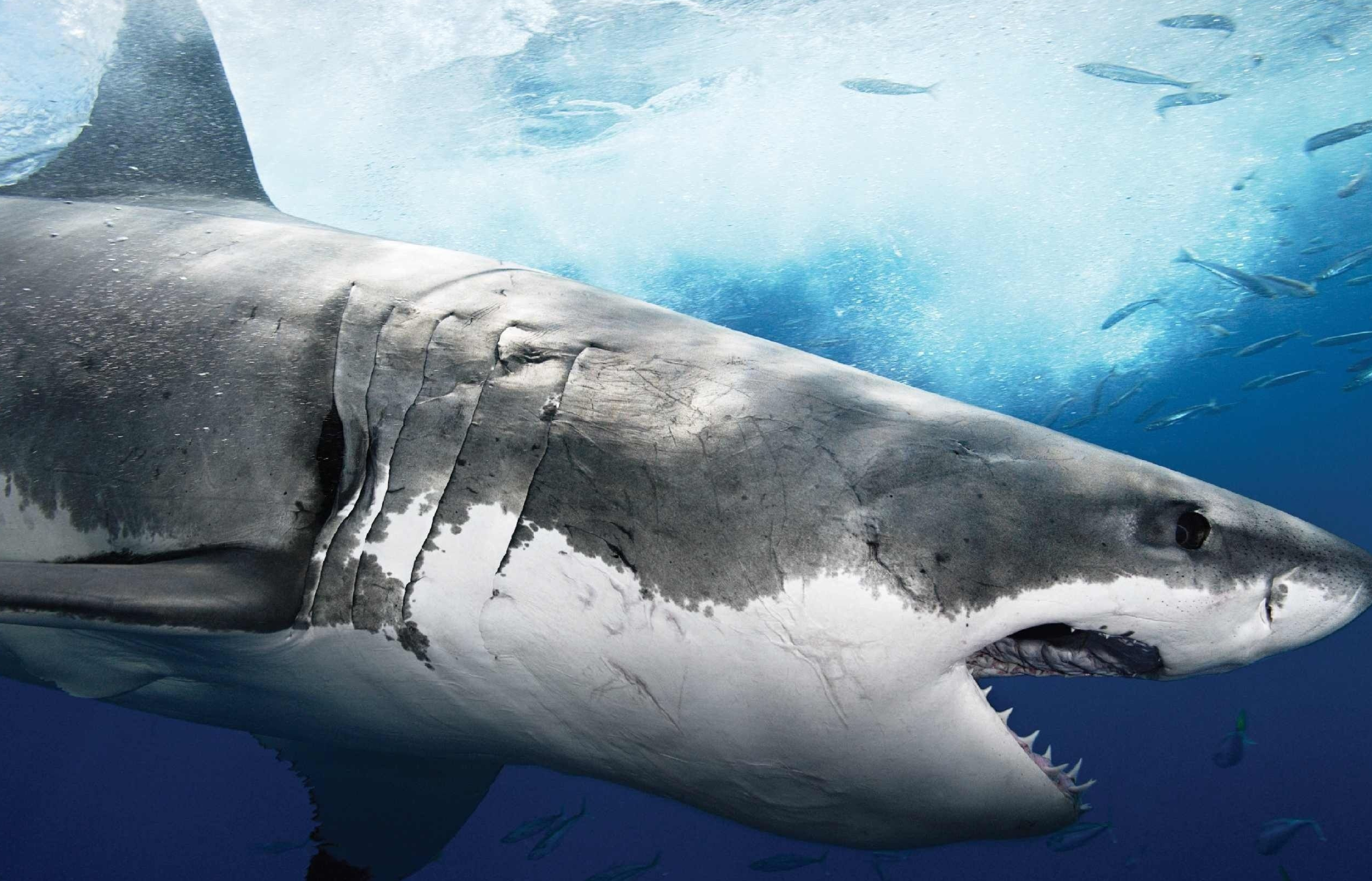 Great White Shark: Apex predator, Can be found in almost all the world's oceans. 2810x1800 HD Background.