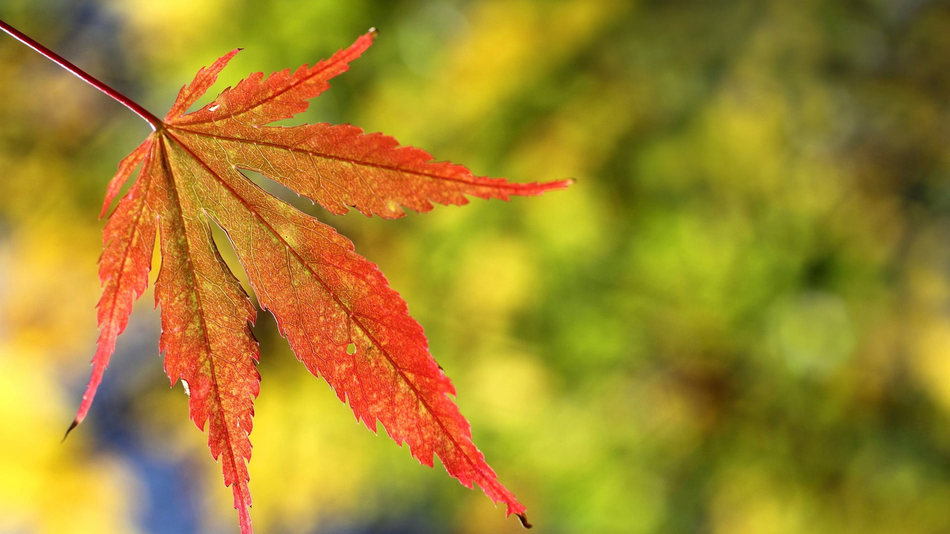 Red leaf, Selective focus, Plant photography, Nature's artistry, 1920x1080 Full HD Desktop