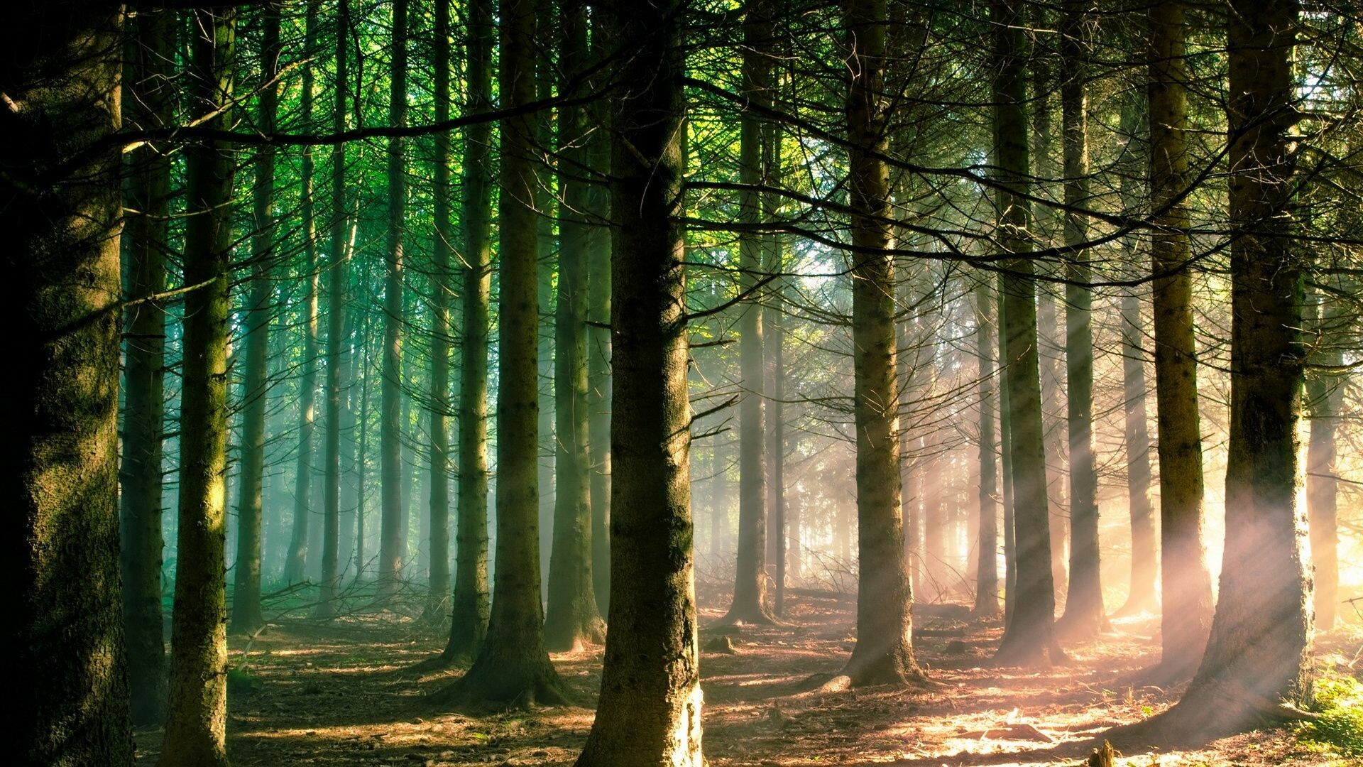 Majestic forest trees, Sunlight filters through, Tranquil woodland escape, Nature's embrace, 1920x1080 Full HD Desktop
