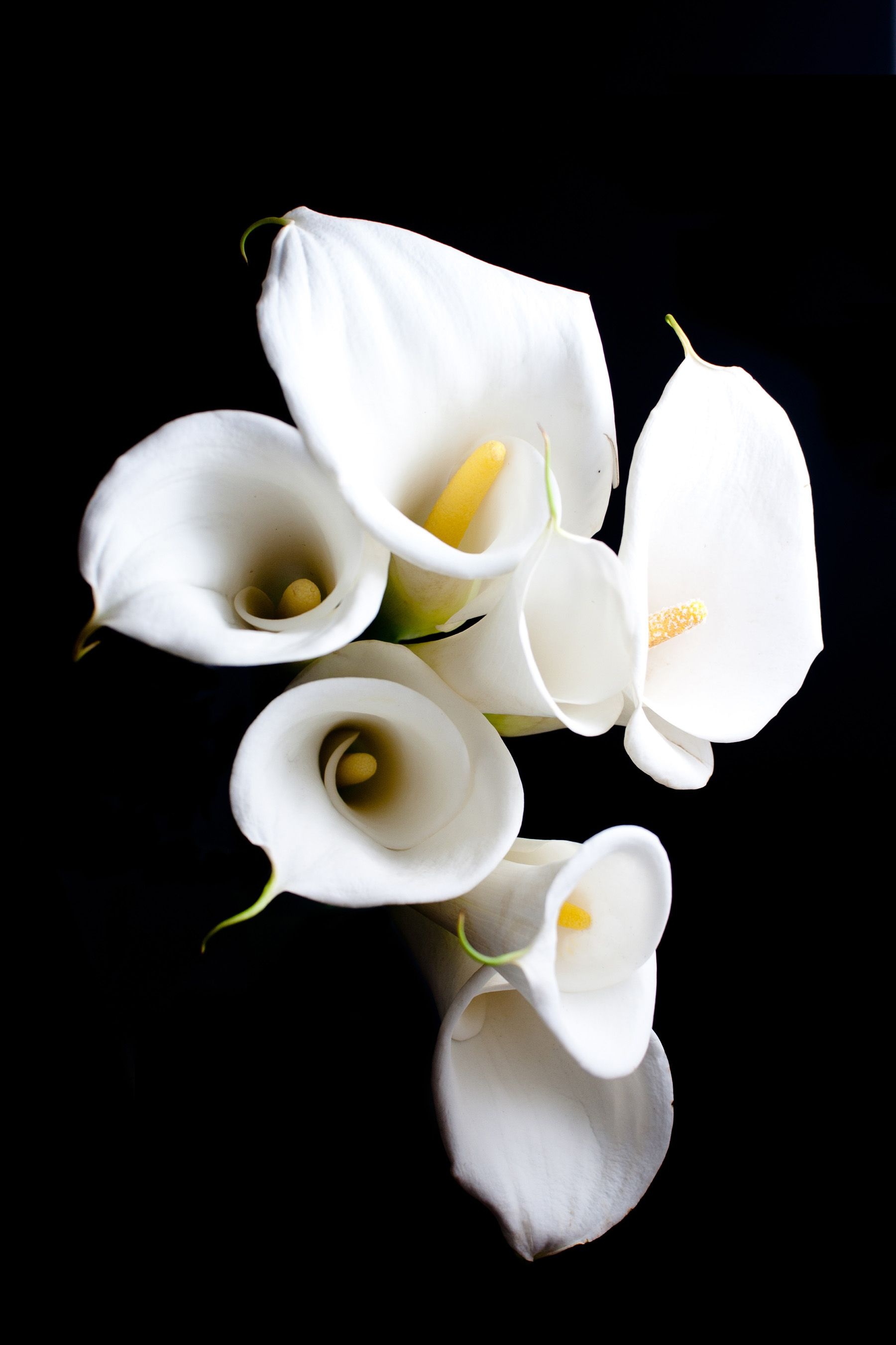 Calla Lily: Flowers, The leaves are rounded to heart-shaped, 6–12 cm long. 1800x2700 HD Wallpaper.