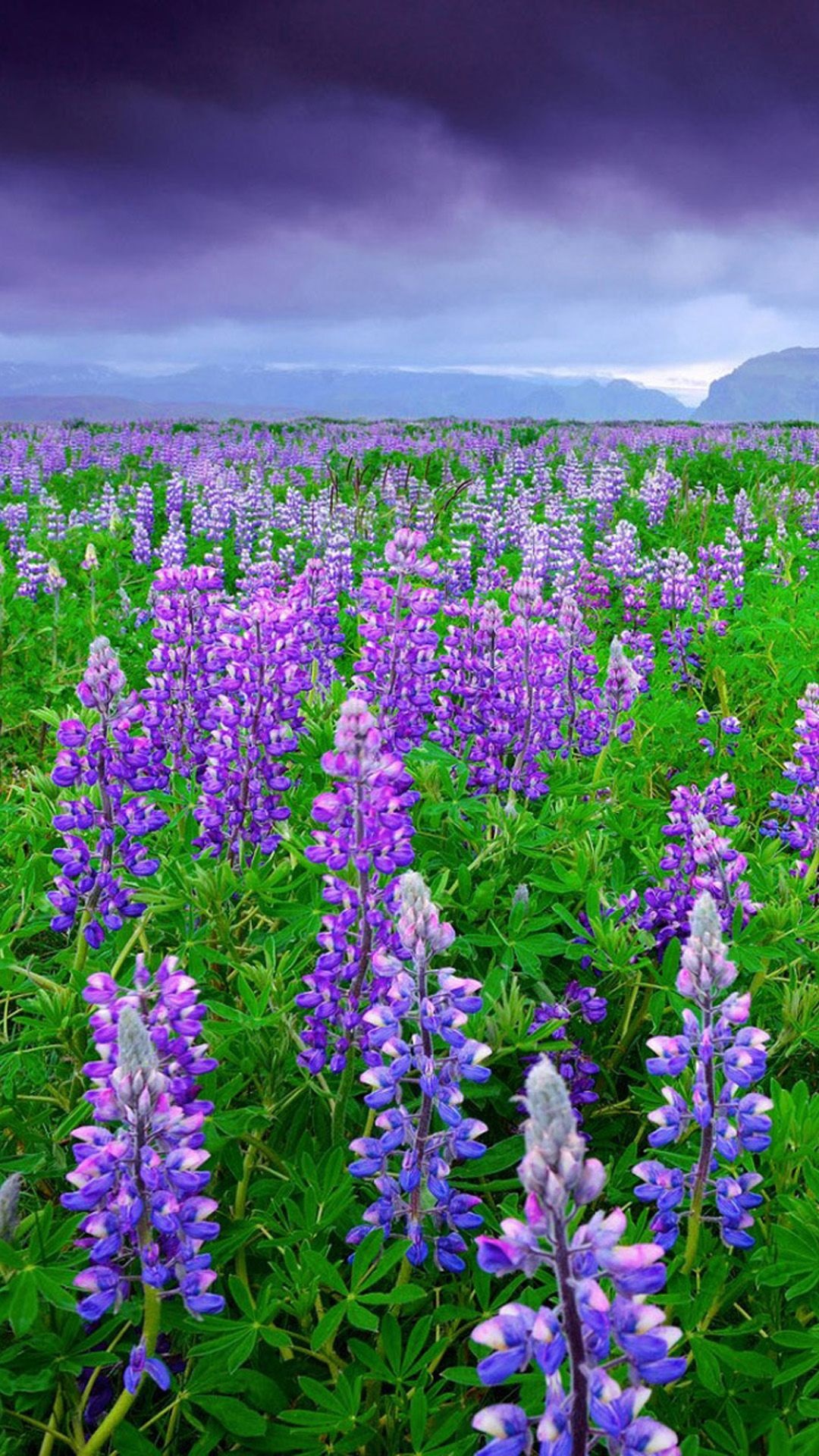 Bluebonnet, Sea of lupine, Purple flowers, Flower wallpaper, 1080x1920 Full HD Phone